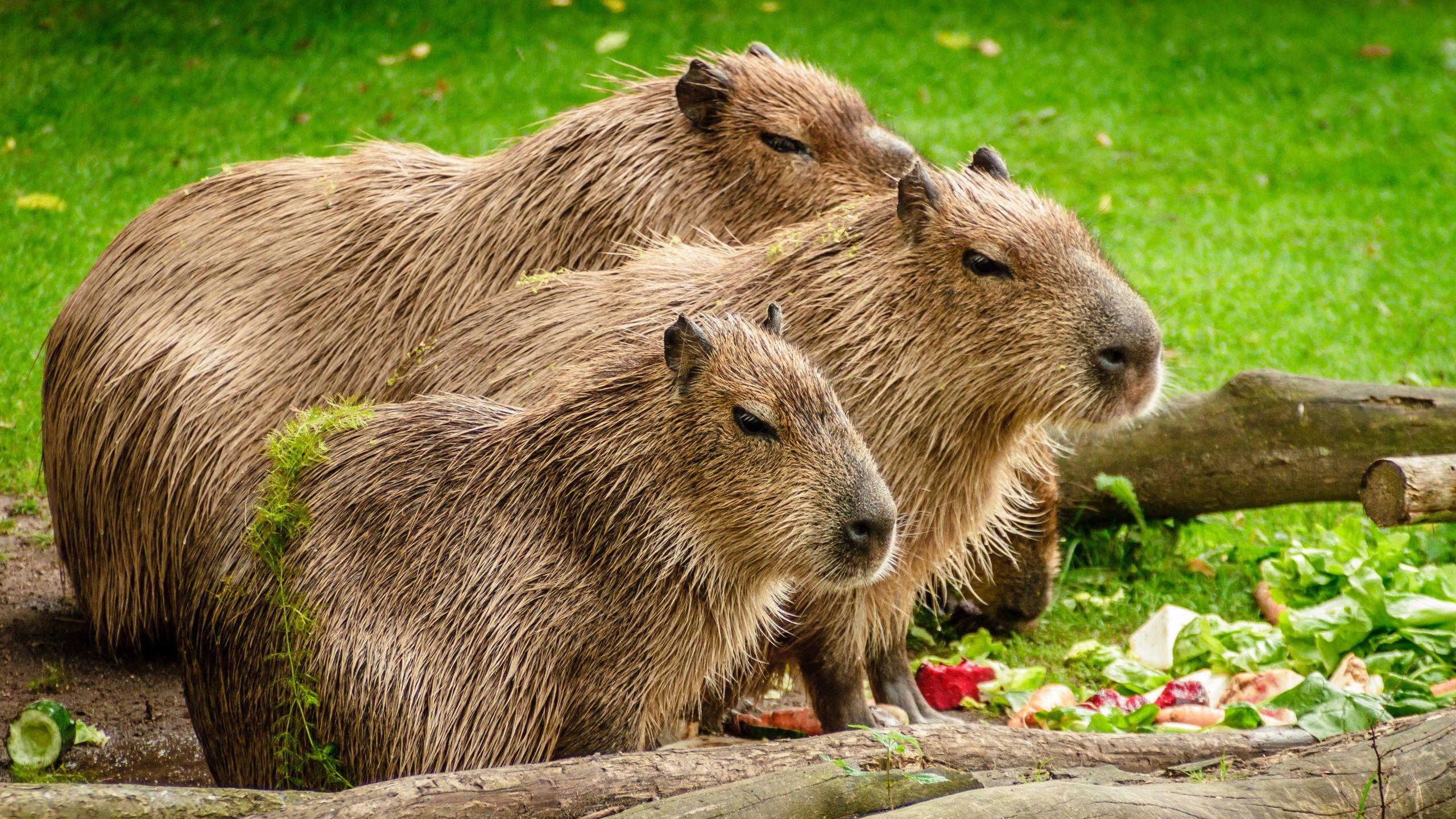 Capybara