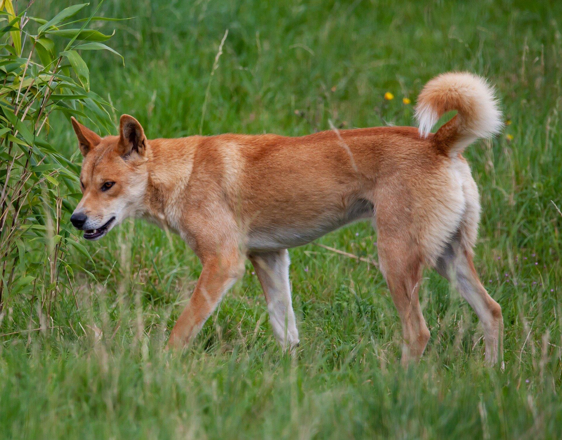 Carolina_Dog