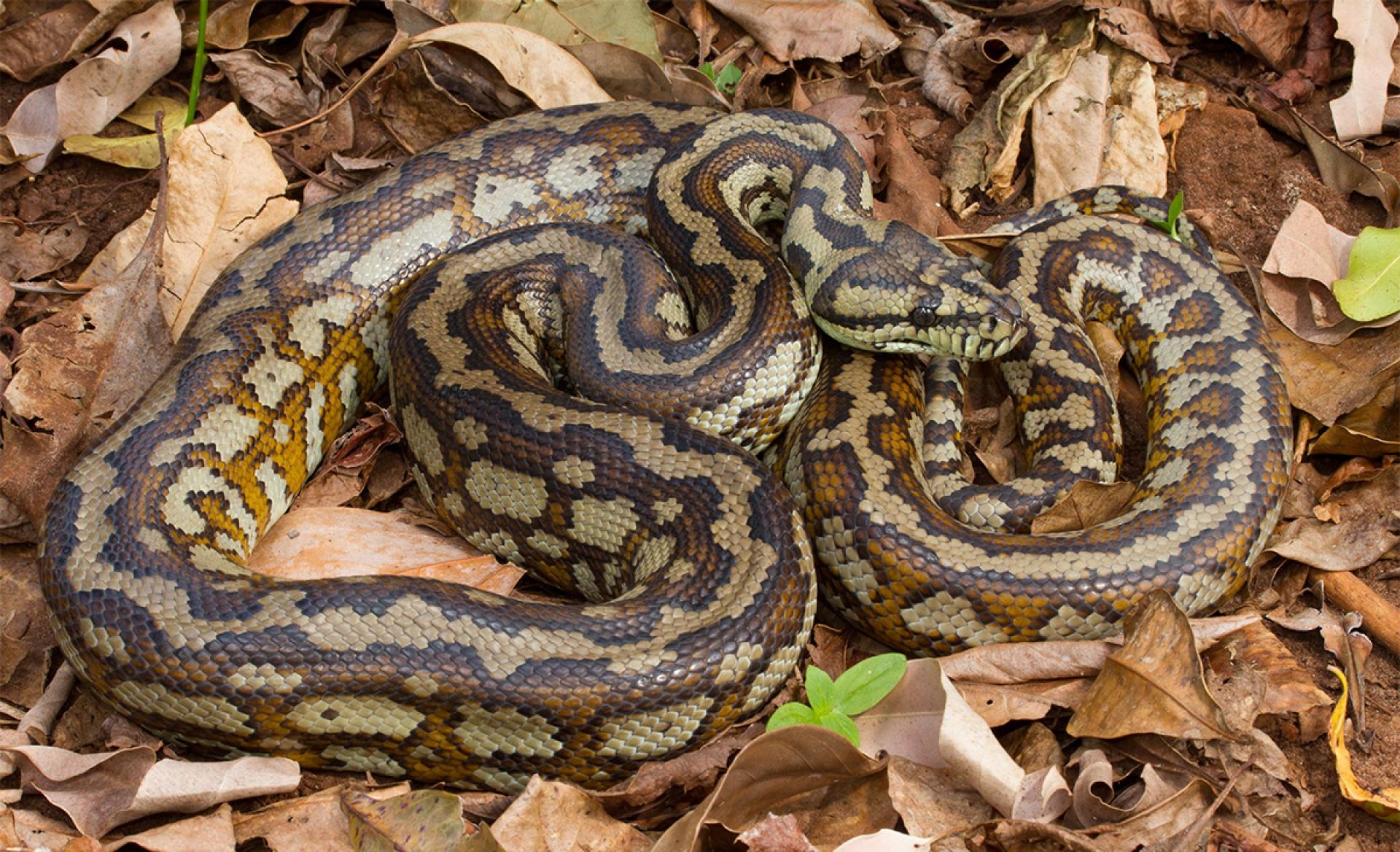 Carpet_Python