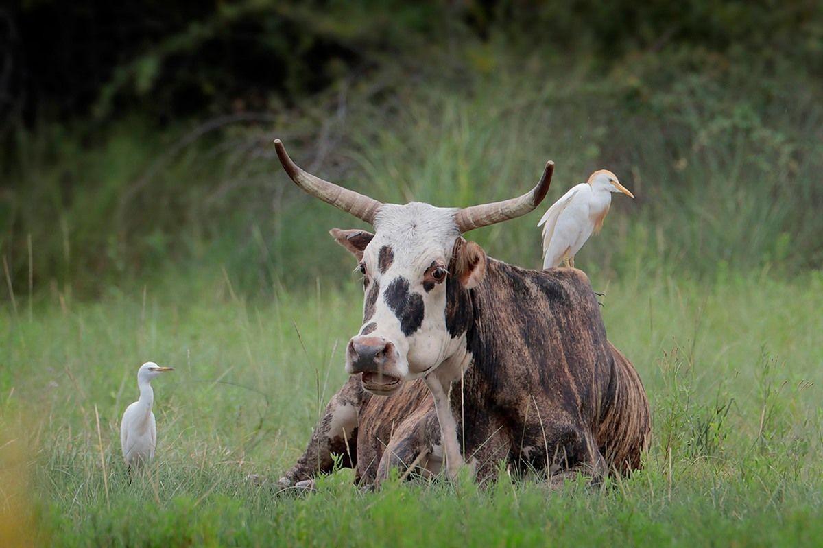 Cattle_Egret