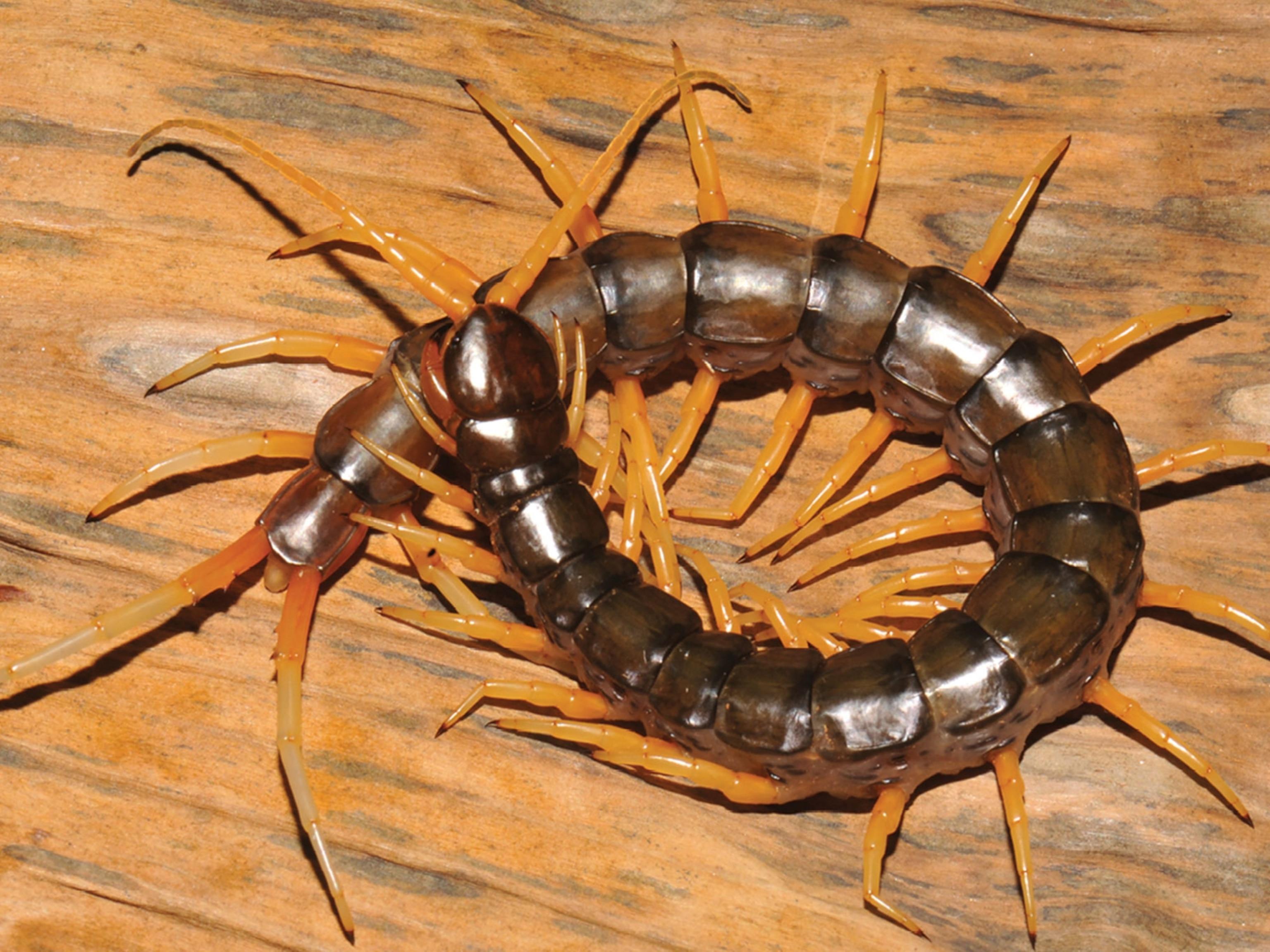 Centipede