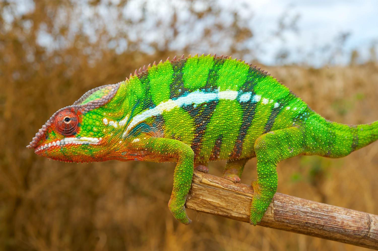 Chameleon