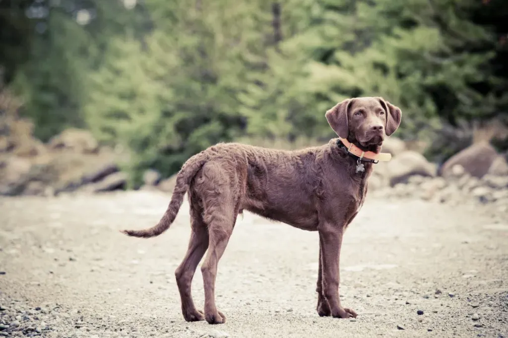 Chesapeake_Bay_Retriever