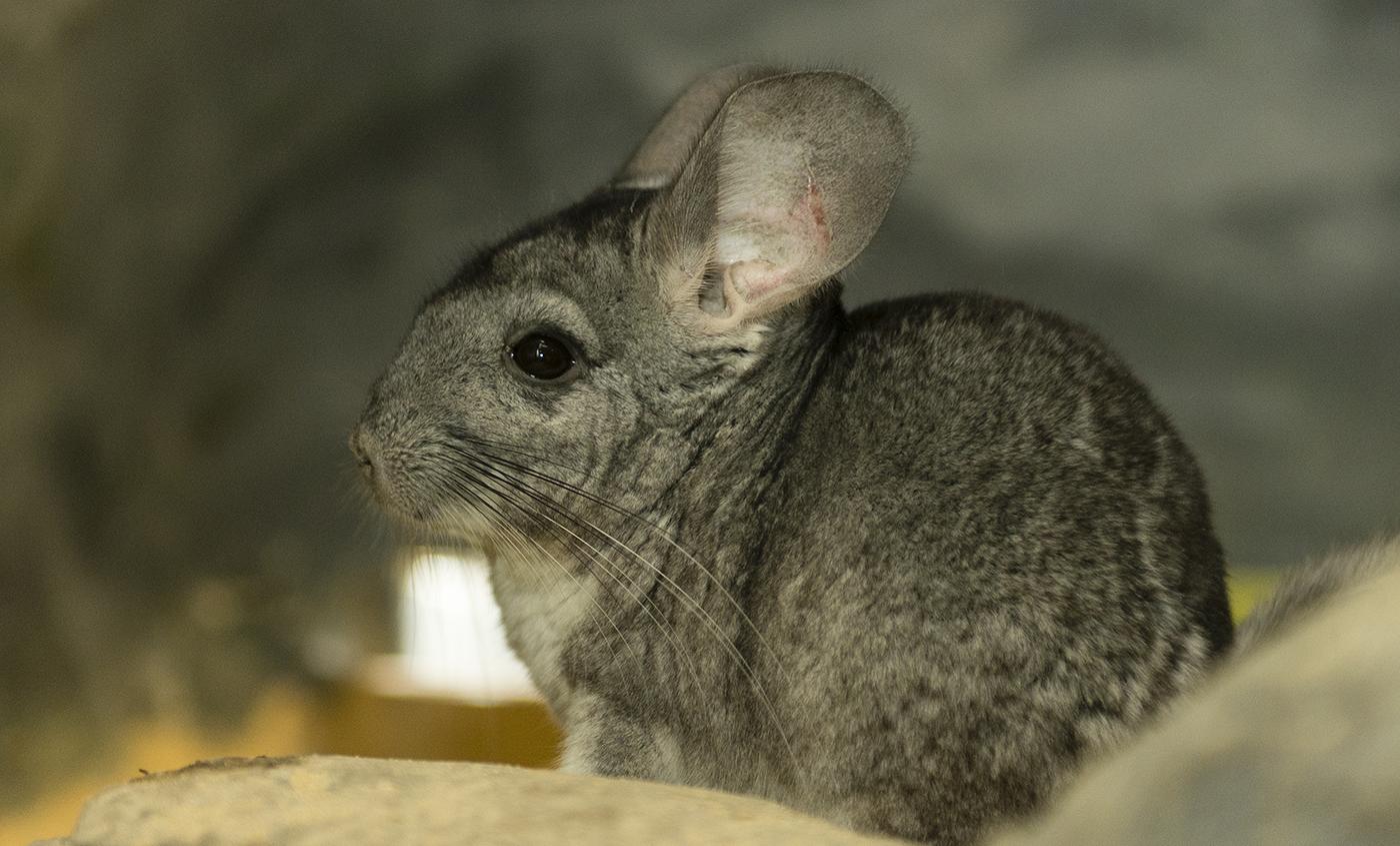 Chinchilla