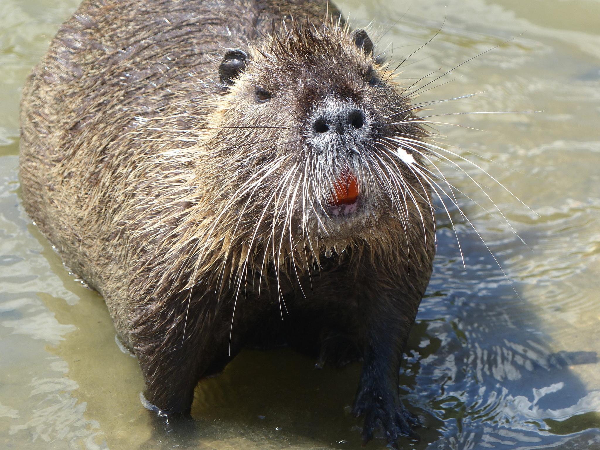 Coypu