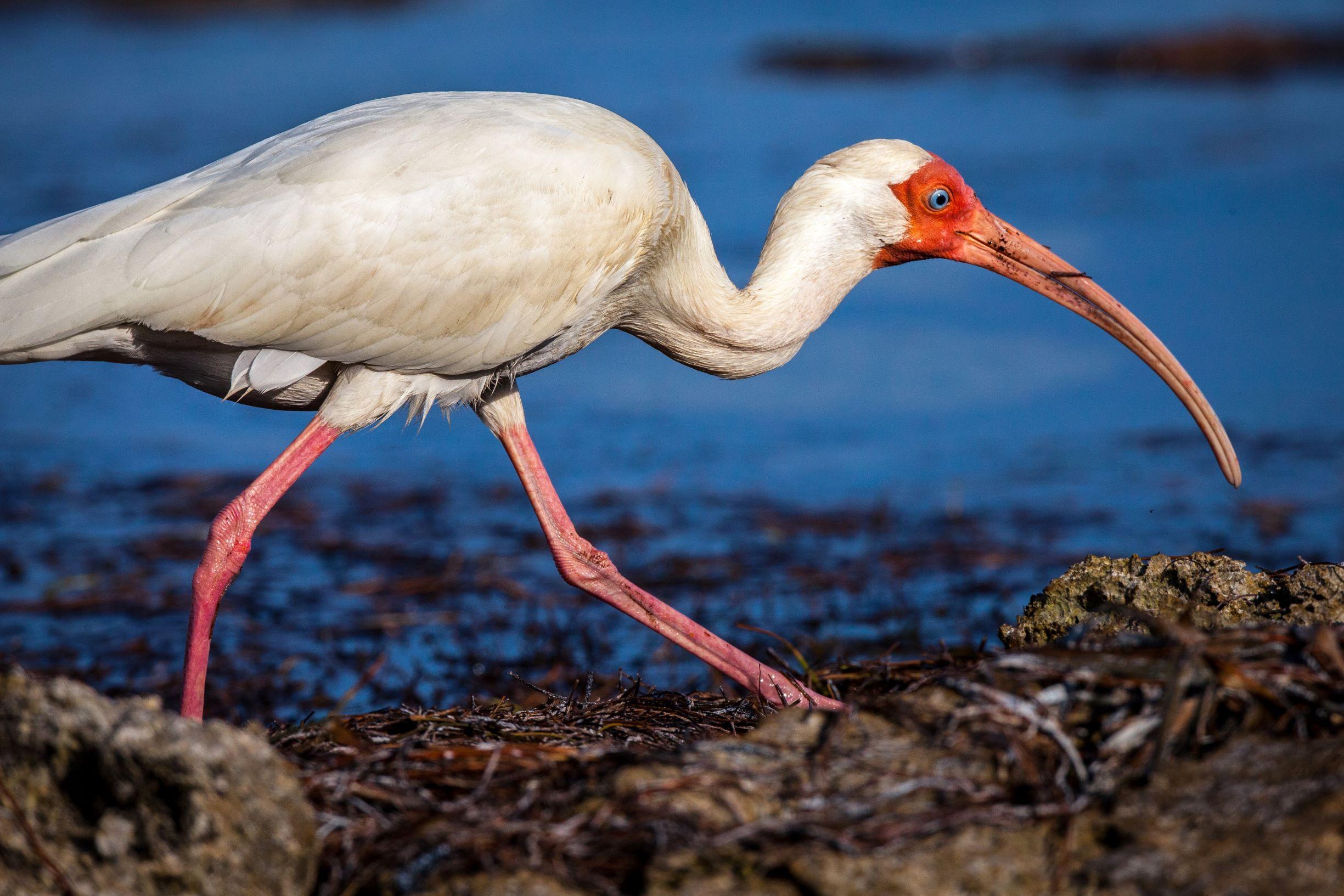 Ibis