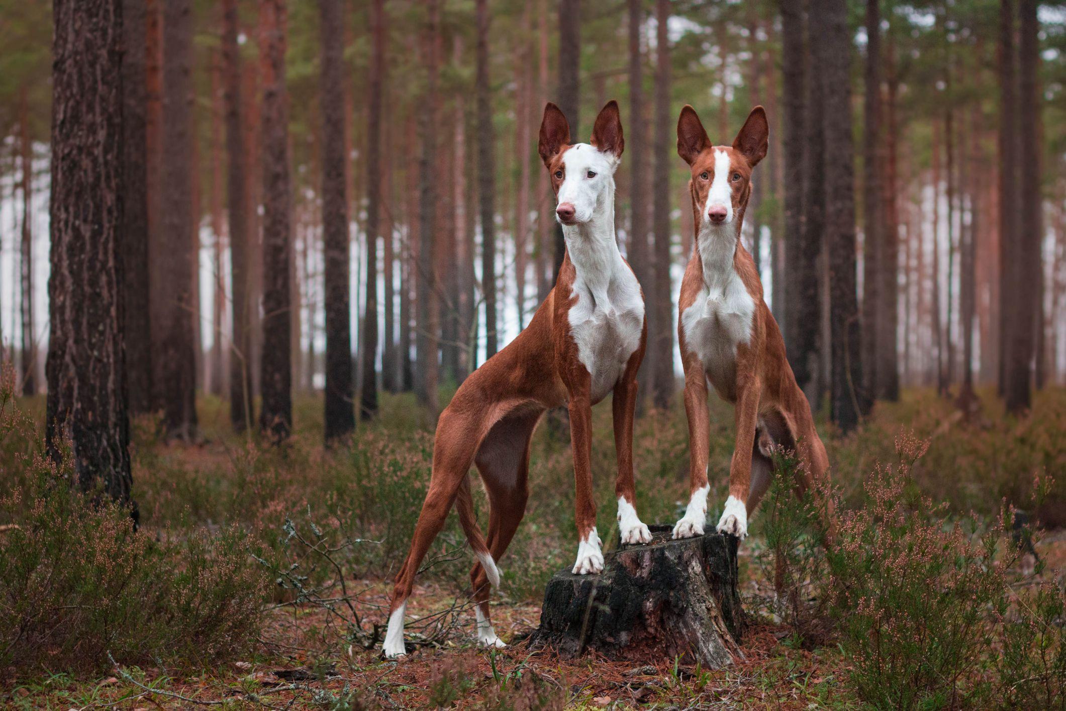 Ibizan_Hound