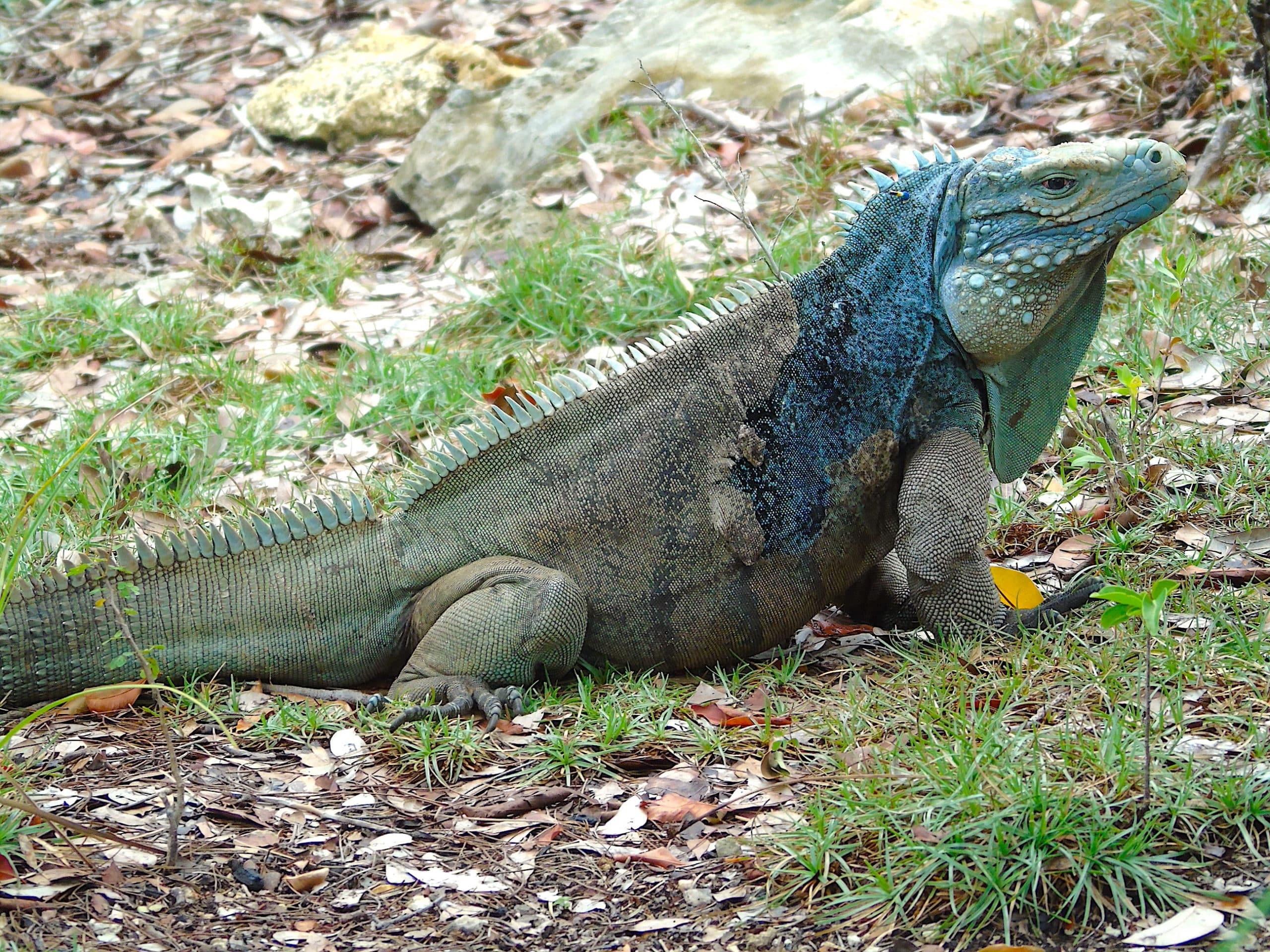 Iguana