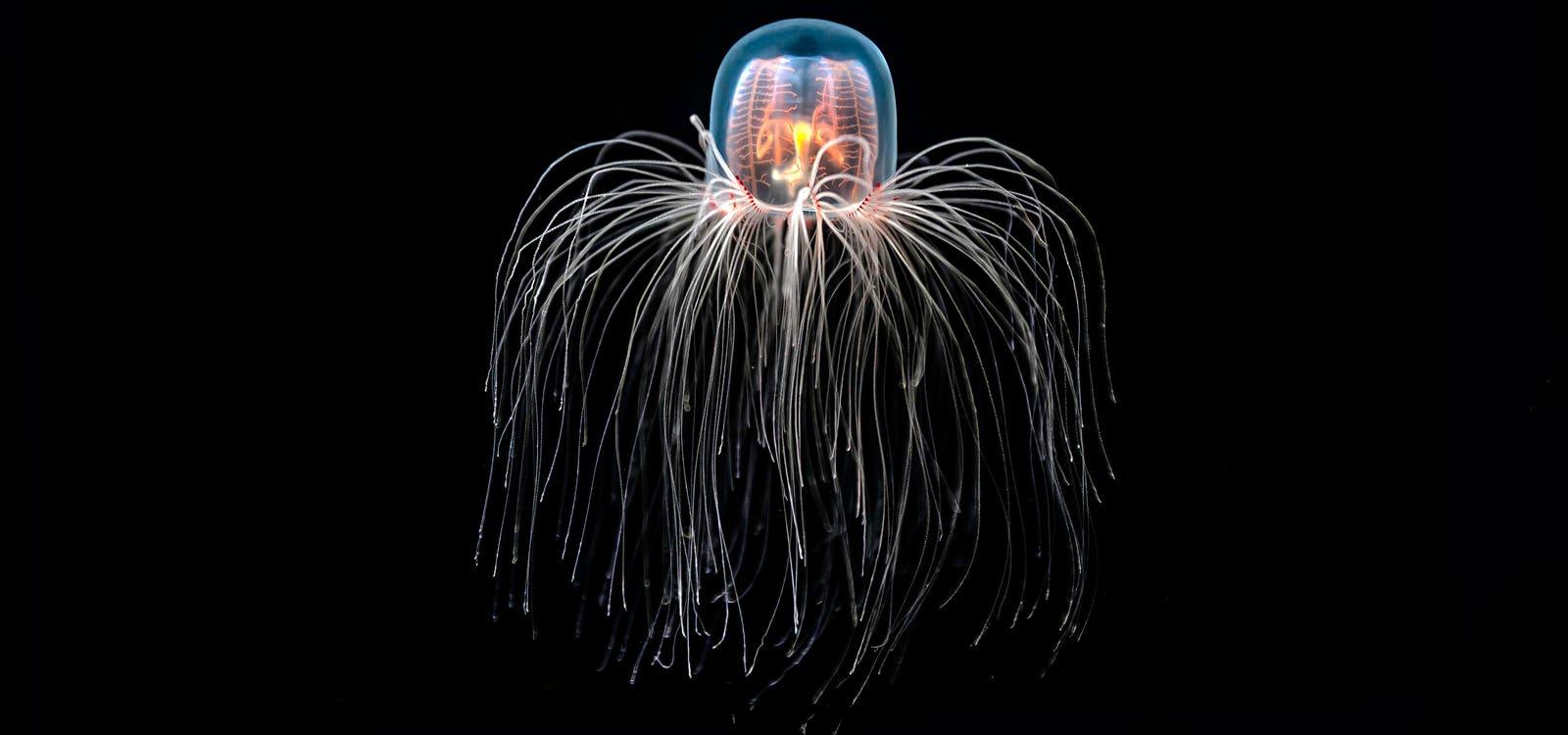 Immortal_Jellyfish