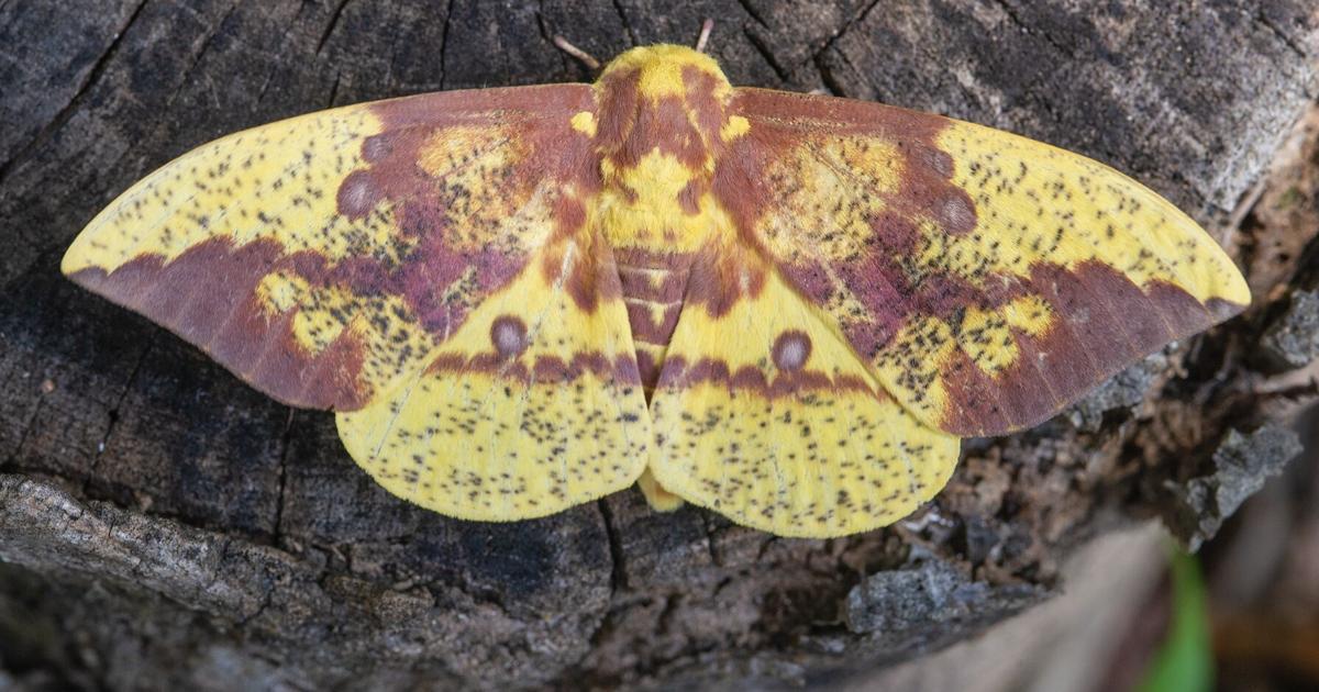 Imperial_Moth