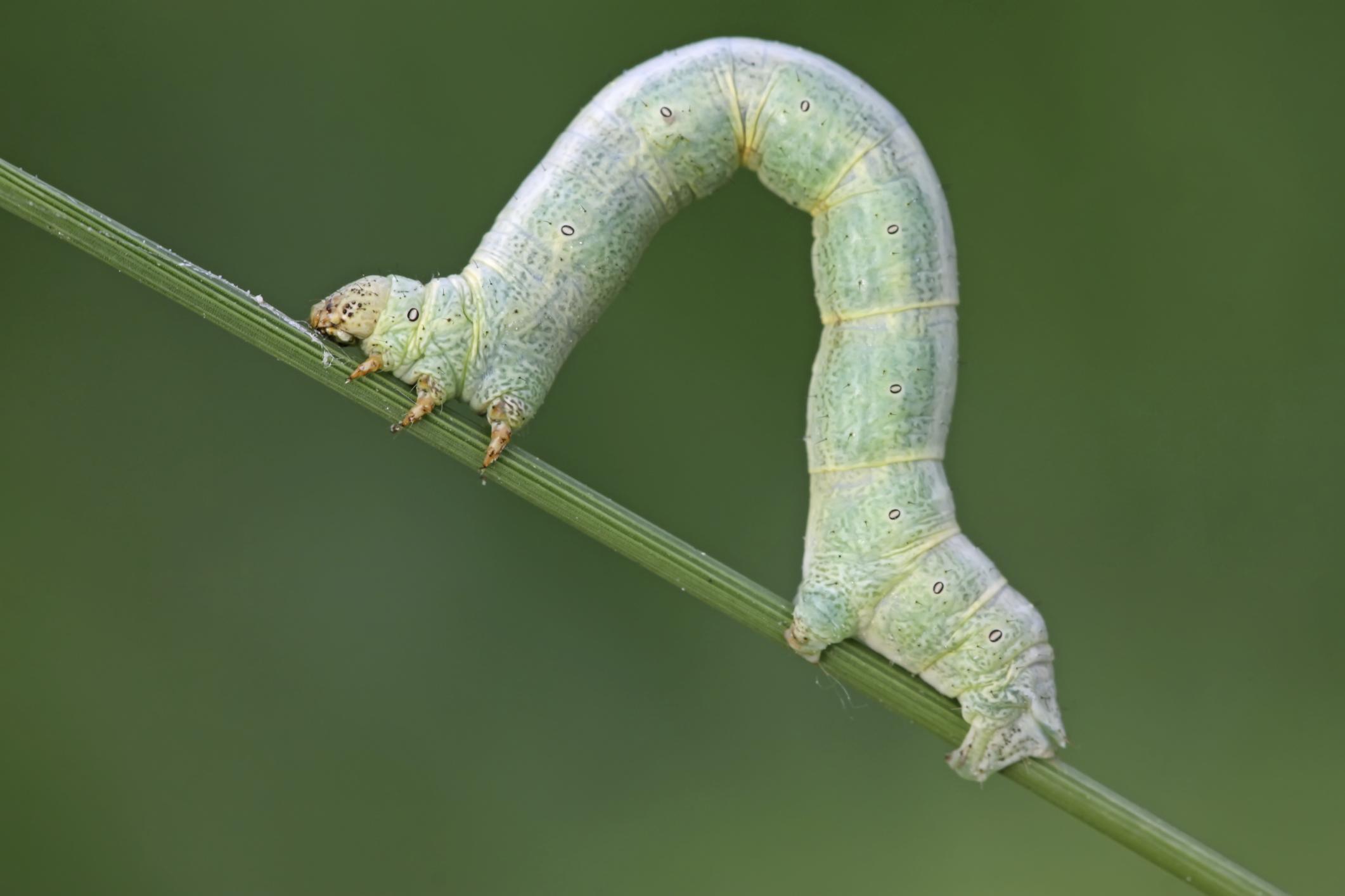 Inchworm