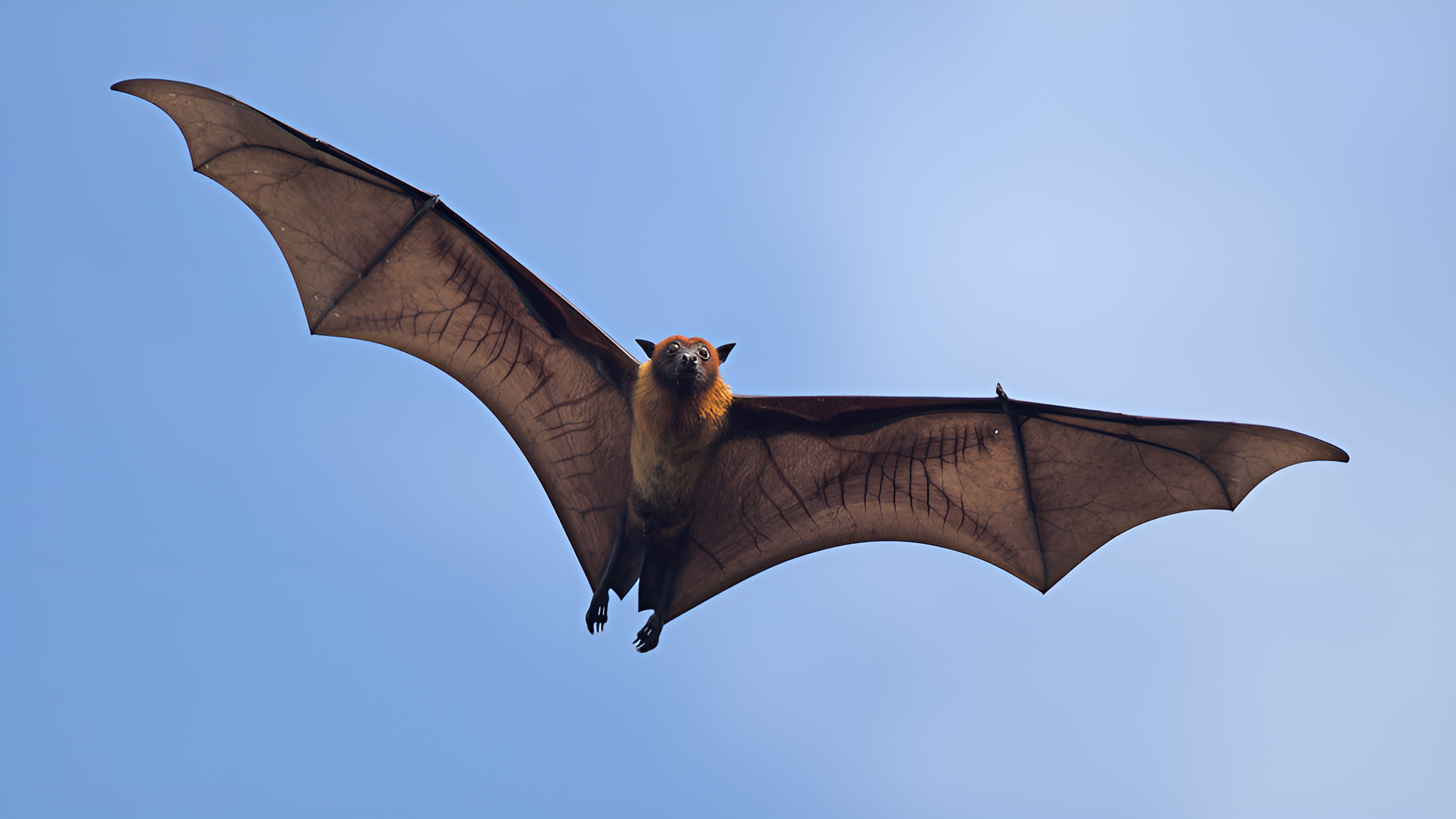 Indian_Flying_Fox