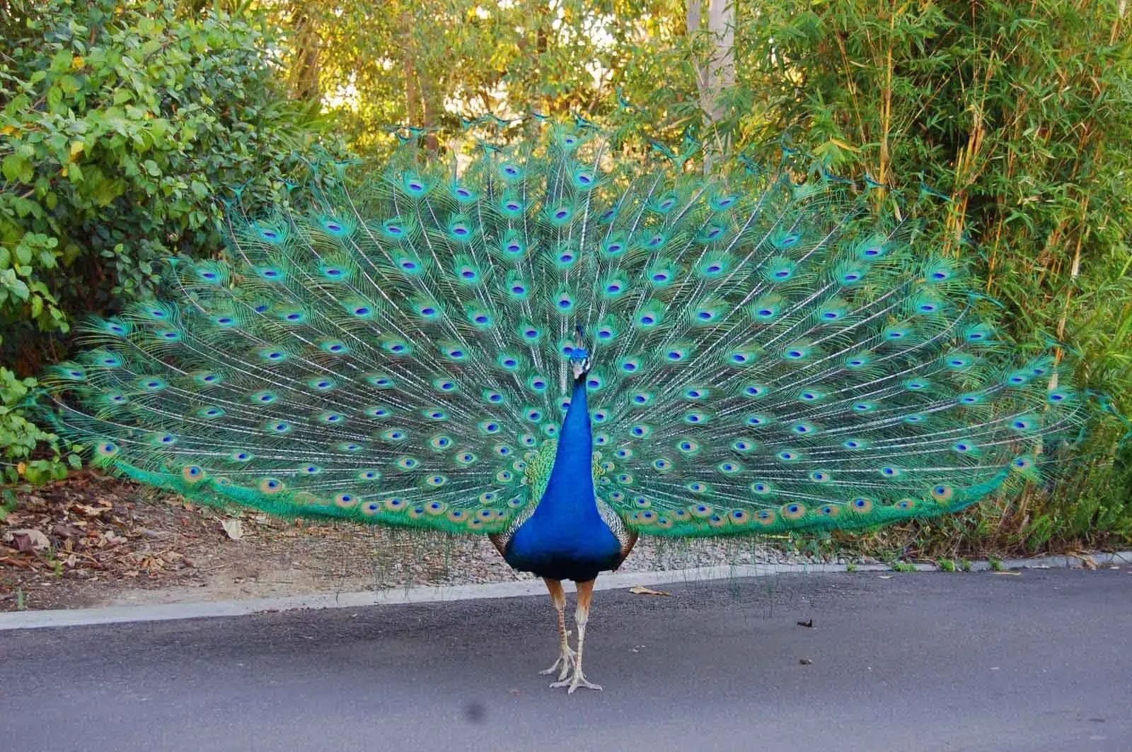 Indian_Peafowl