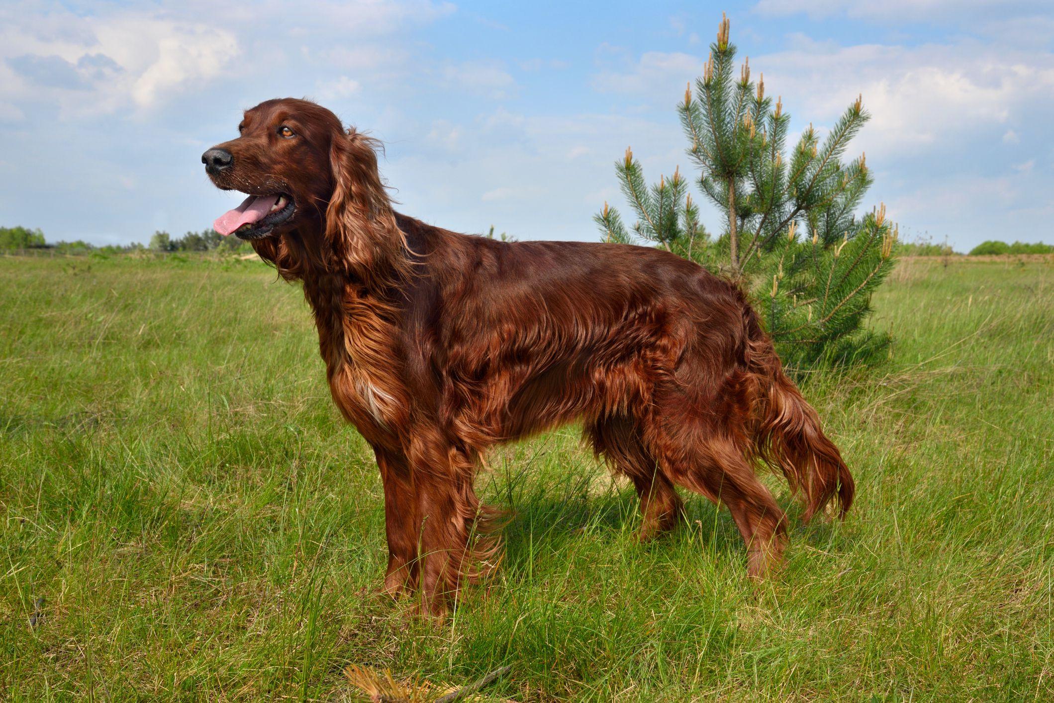 Irish_Setter