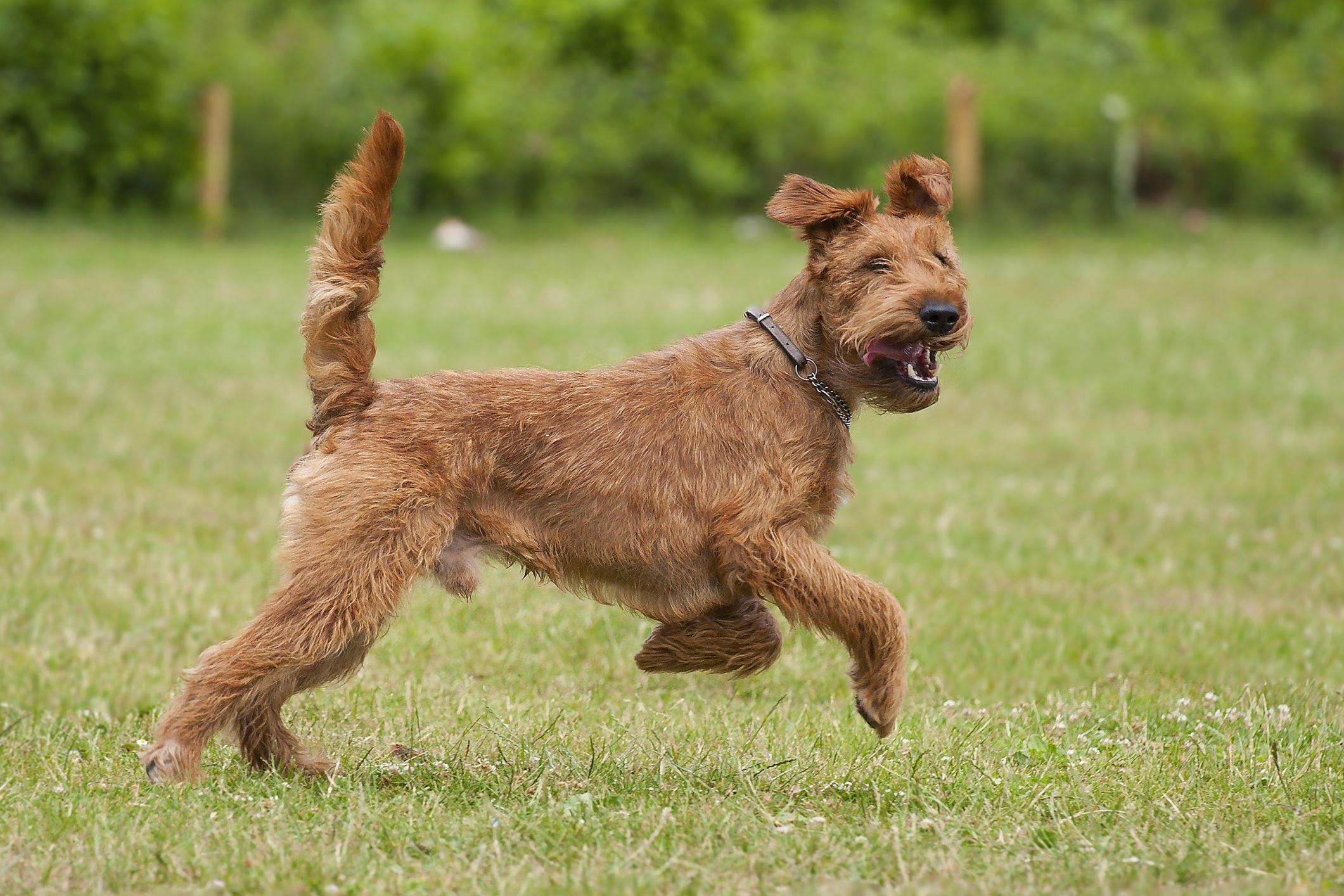 Irish_Terrier