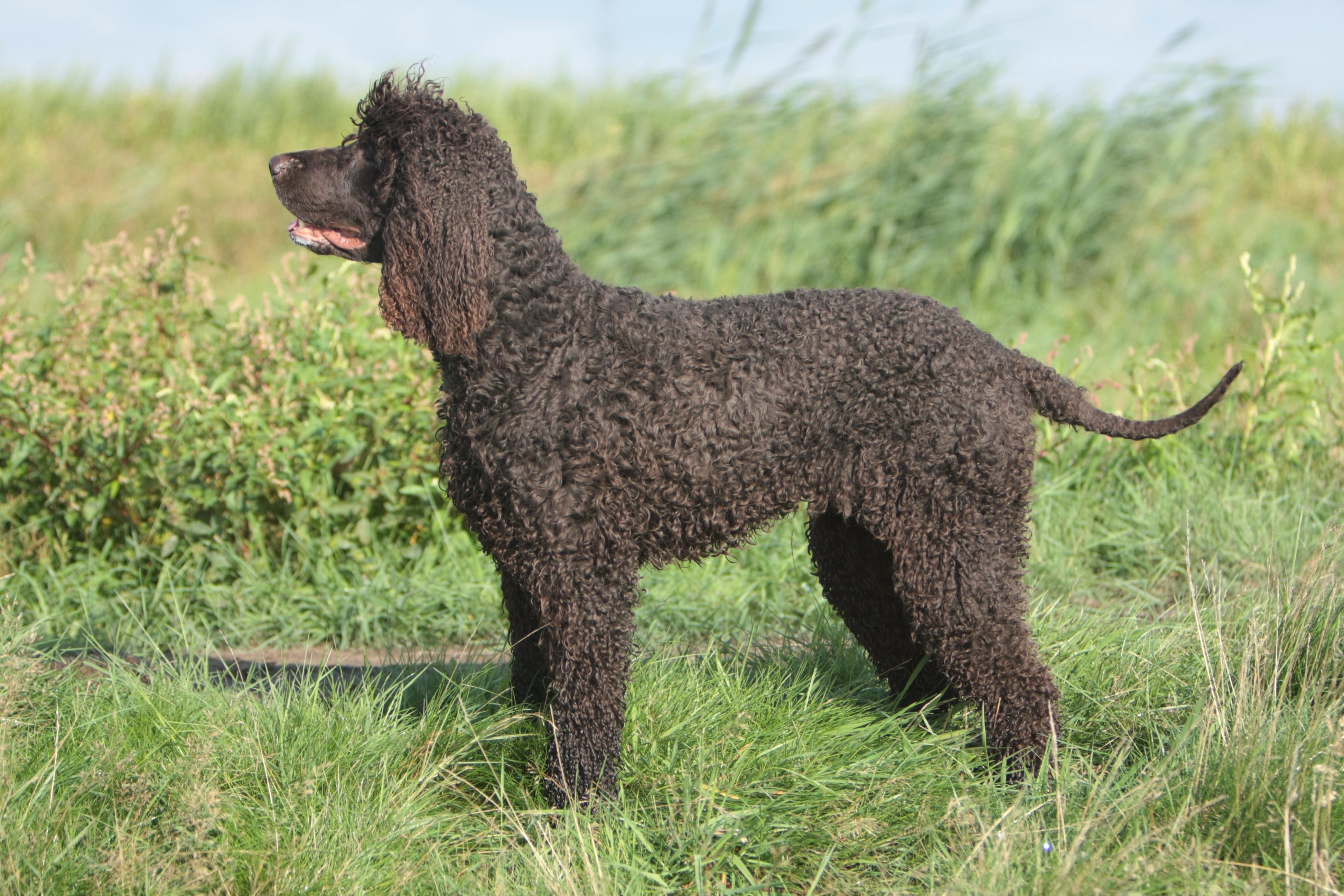 Irish_Water_Spaniel