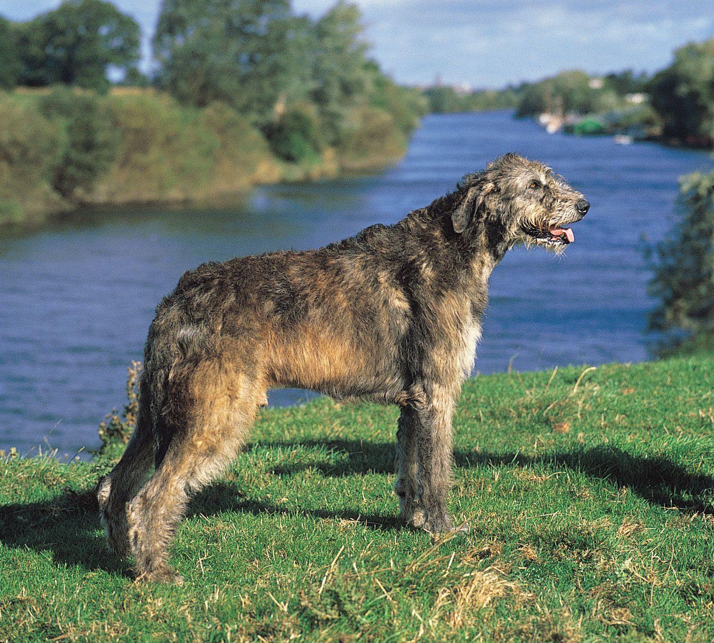 Irish_Wolfhound