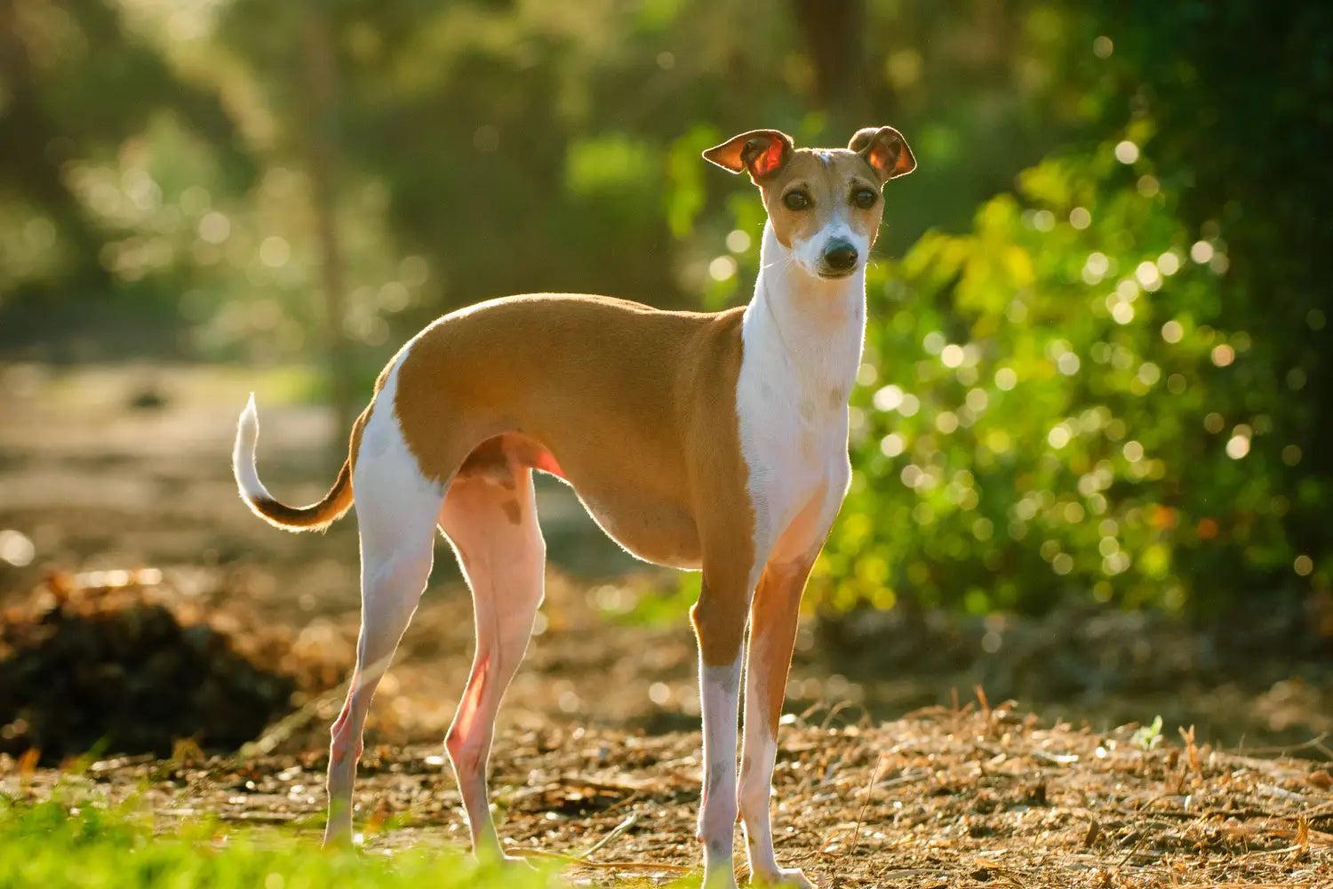 Italian_Greyhound