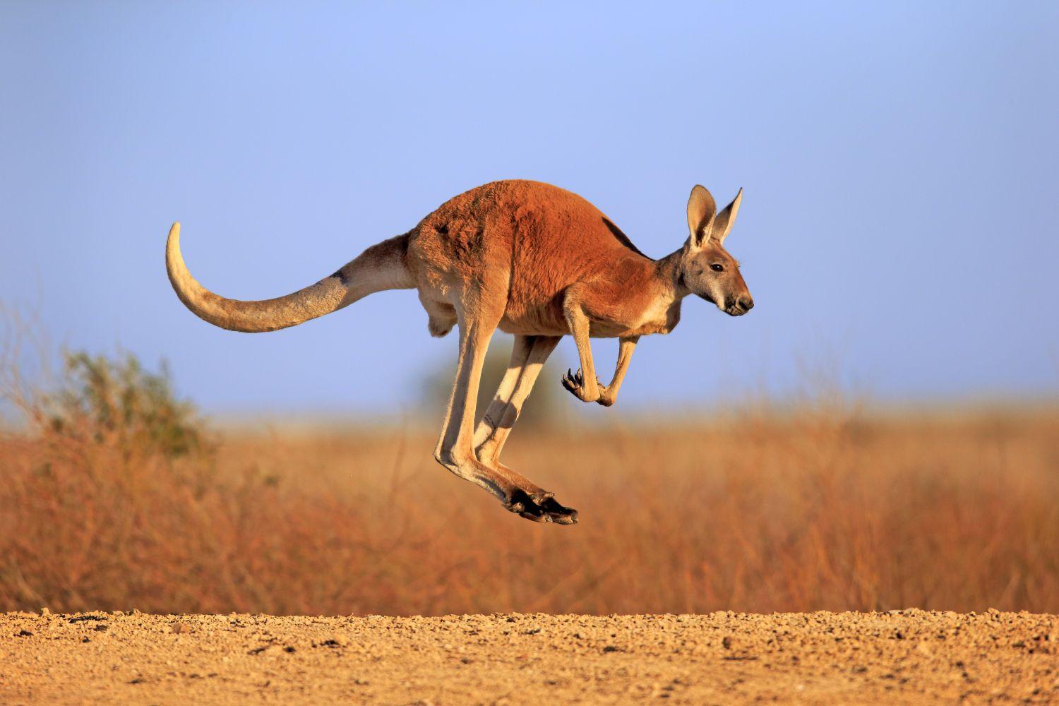 Kangaroo