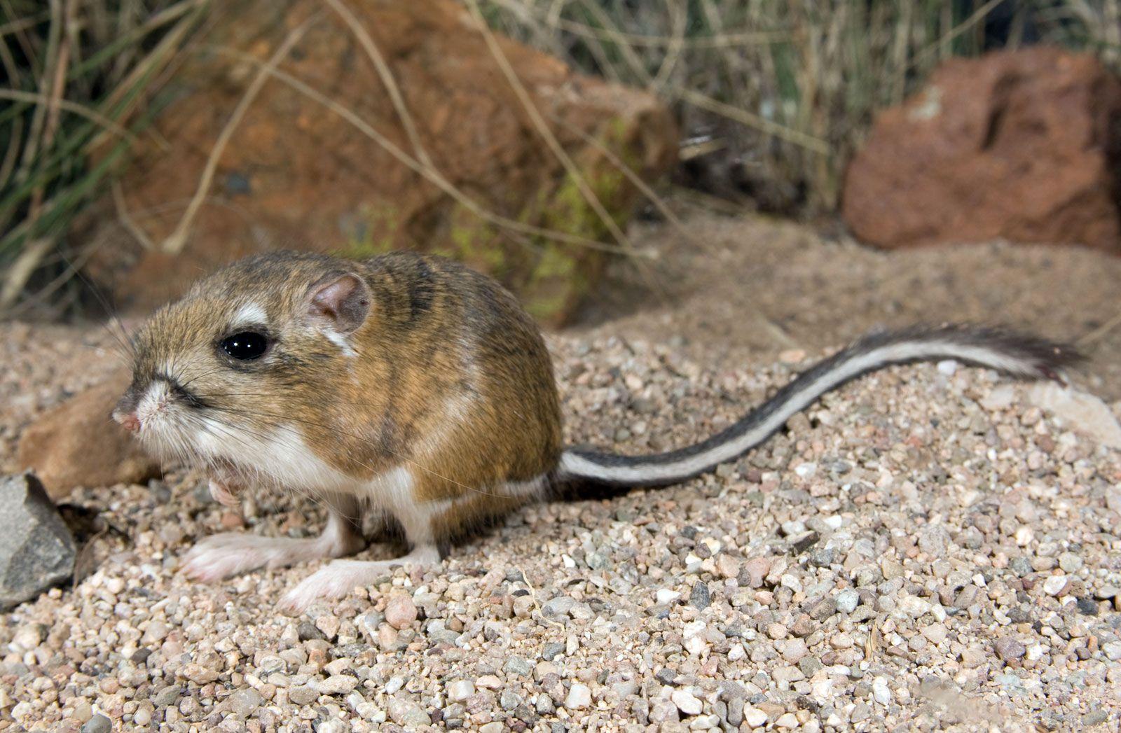 Kangaroo_Rat