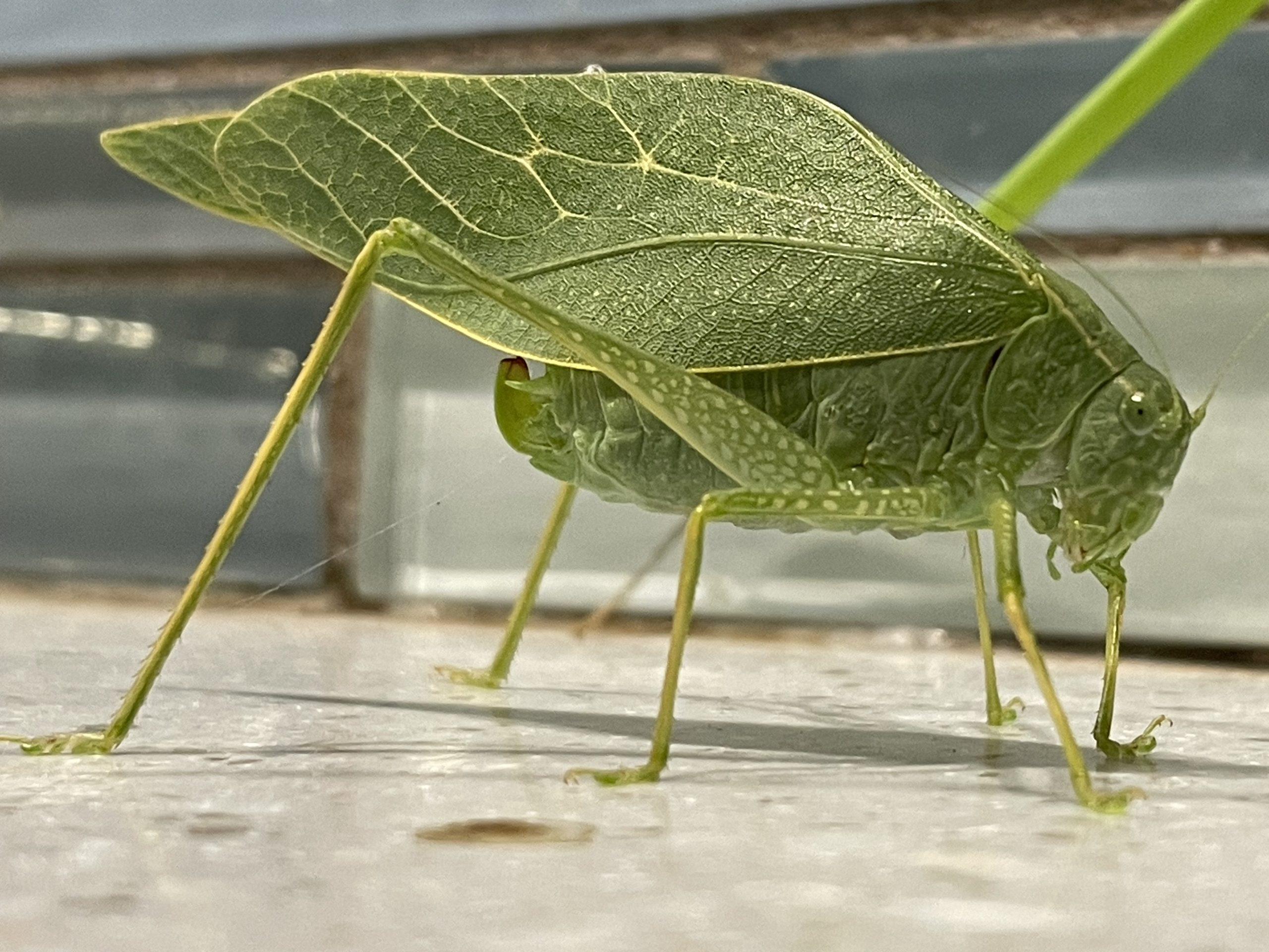 Katydid