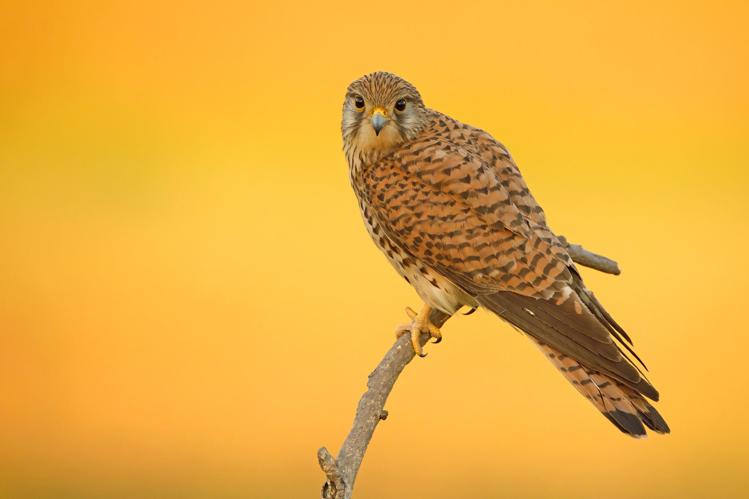 Kestrel