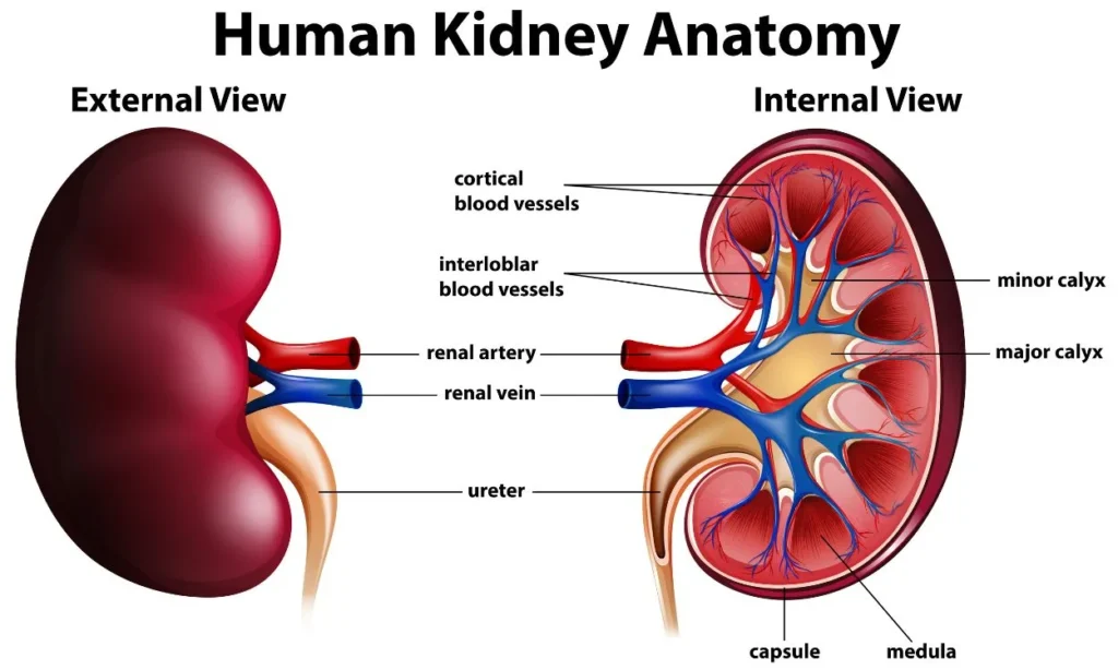 Kidneys – The Body's Filters