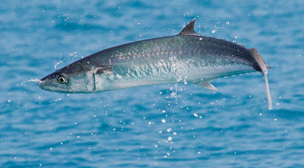 King Mackerel