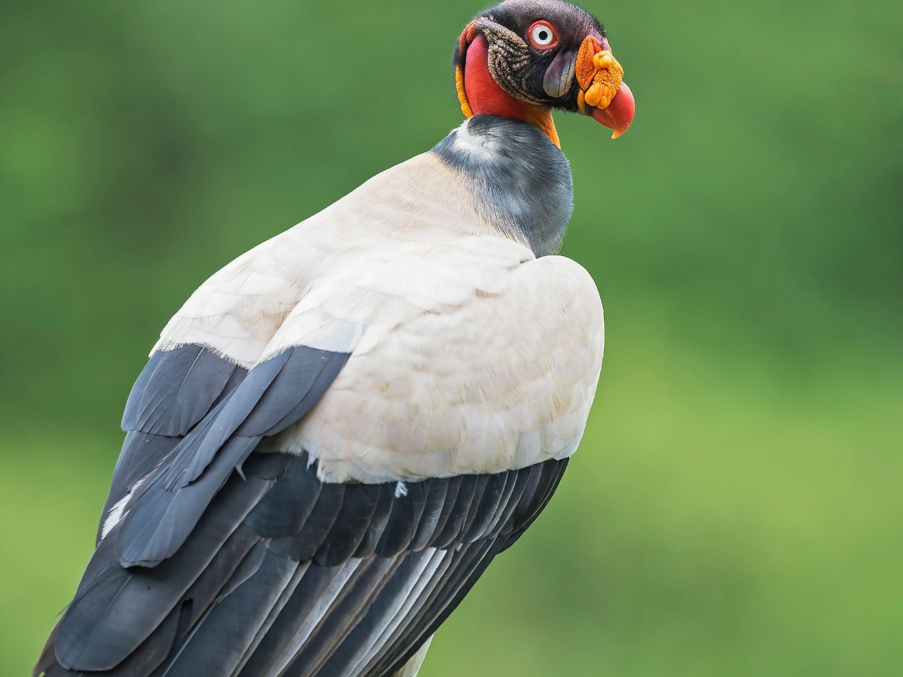 King_Vulture