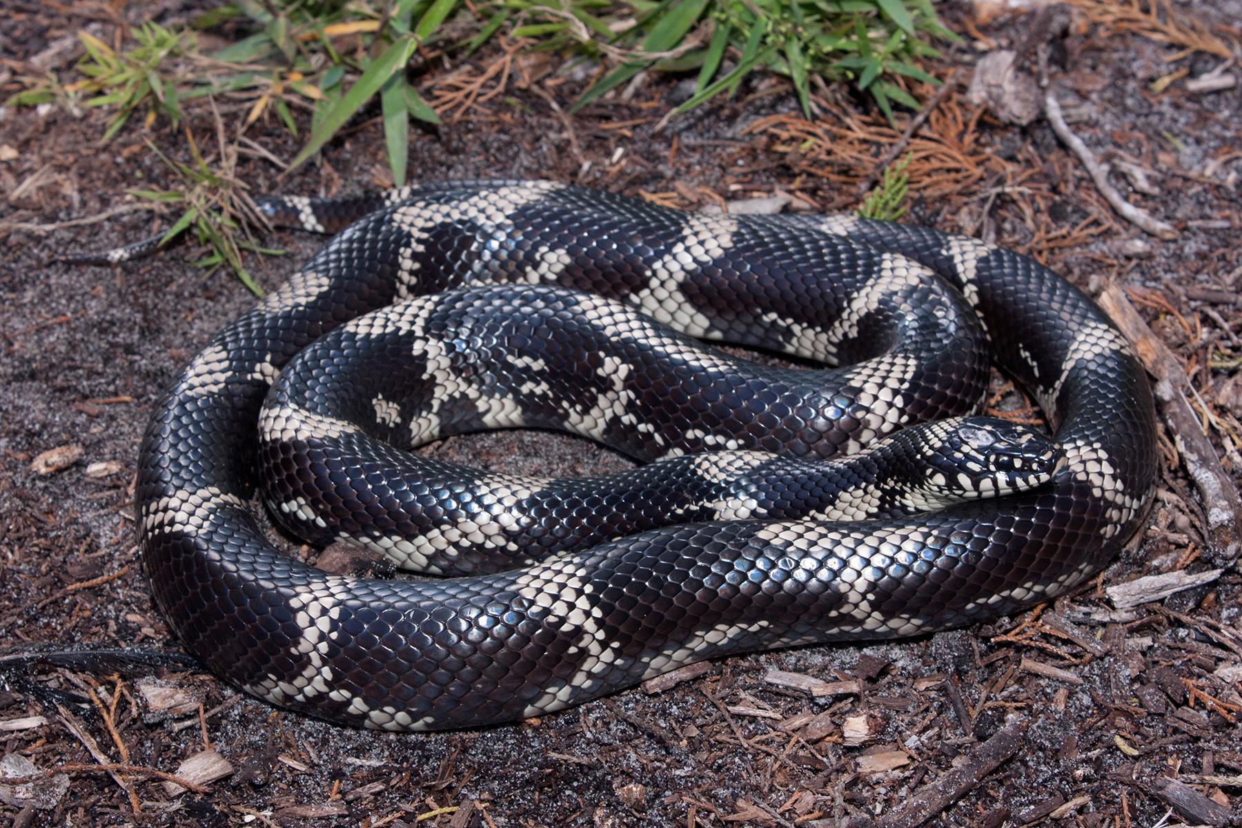 Kingsnake