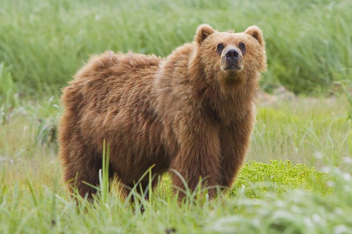 Kodiak_Bear