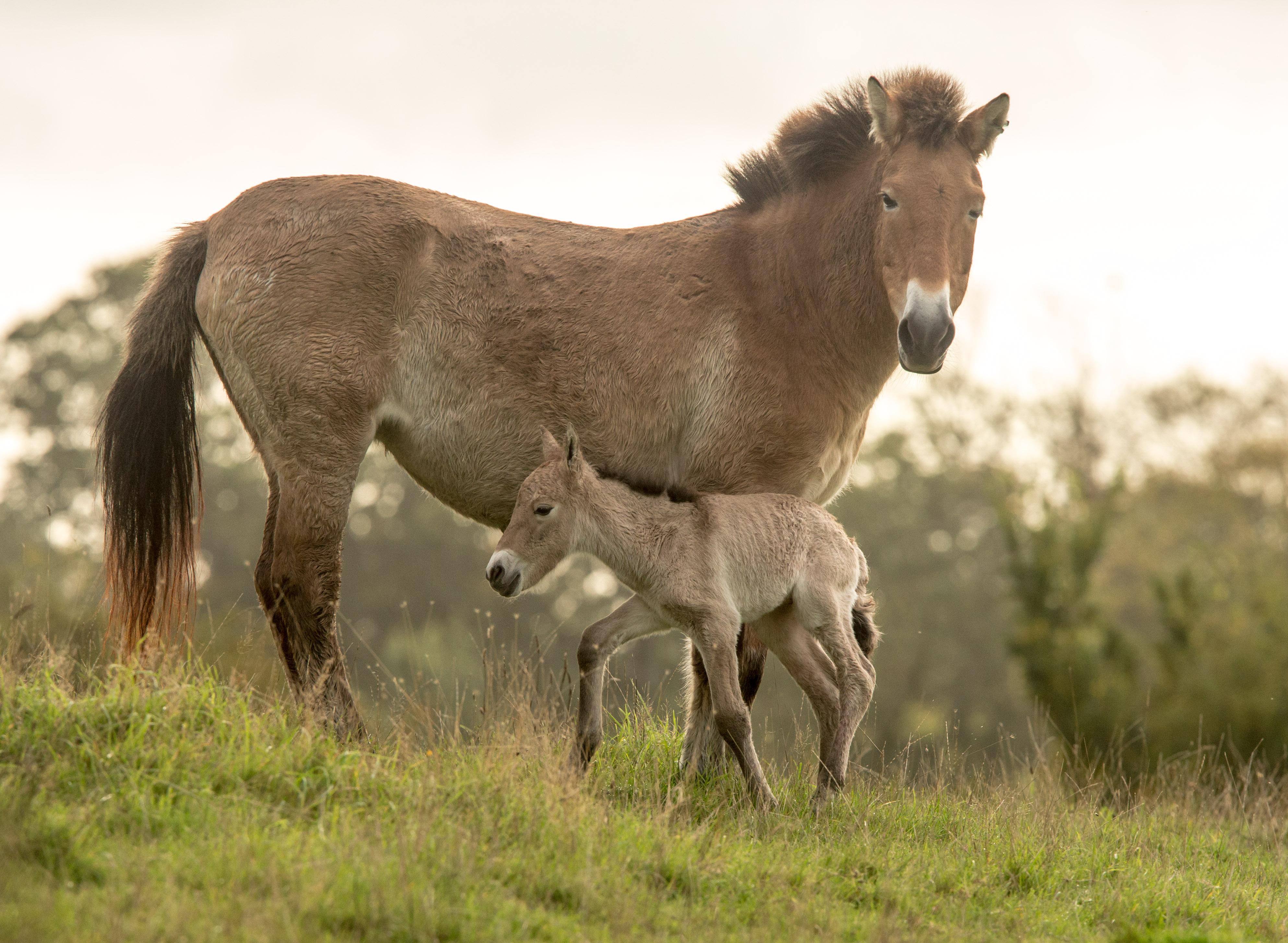 Kulunda_Horse