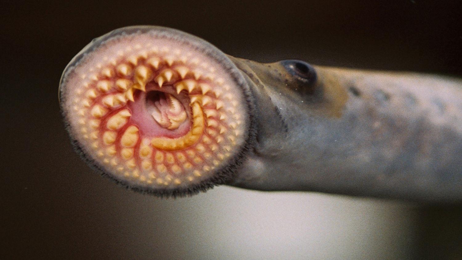 Lamprey