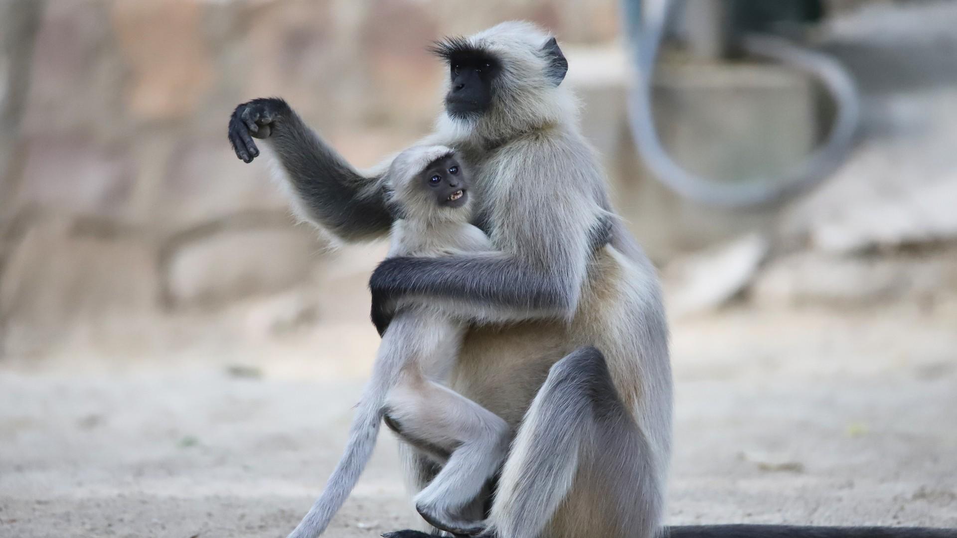 Langur