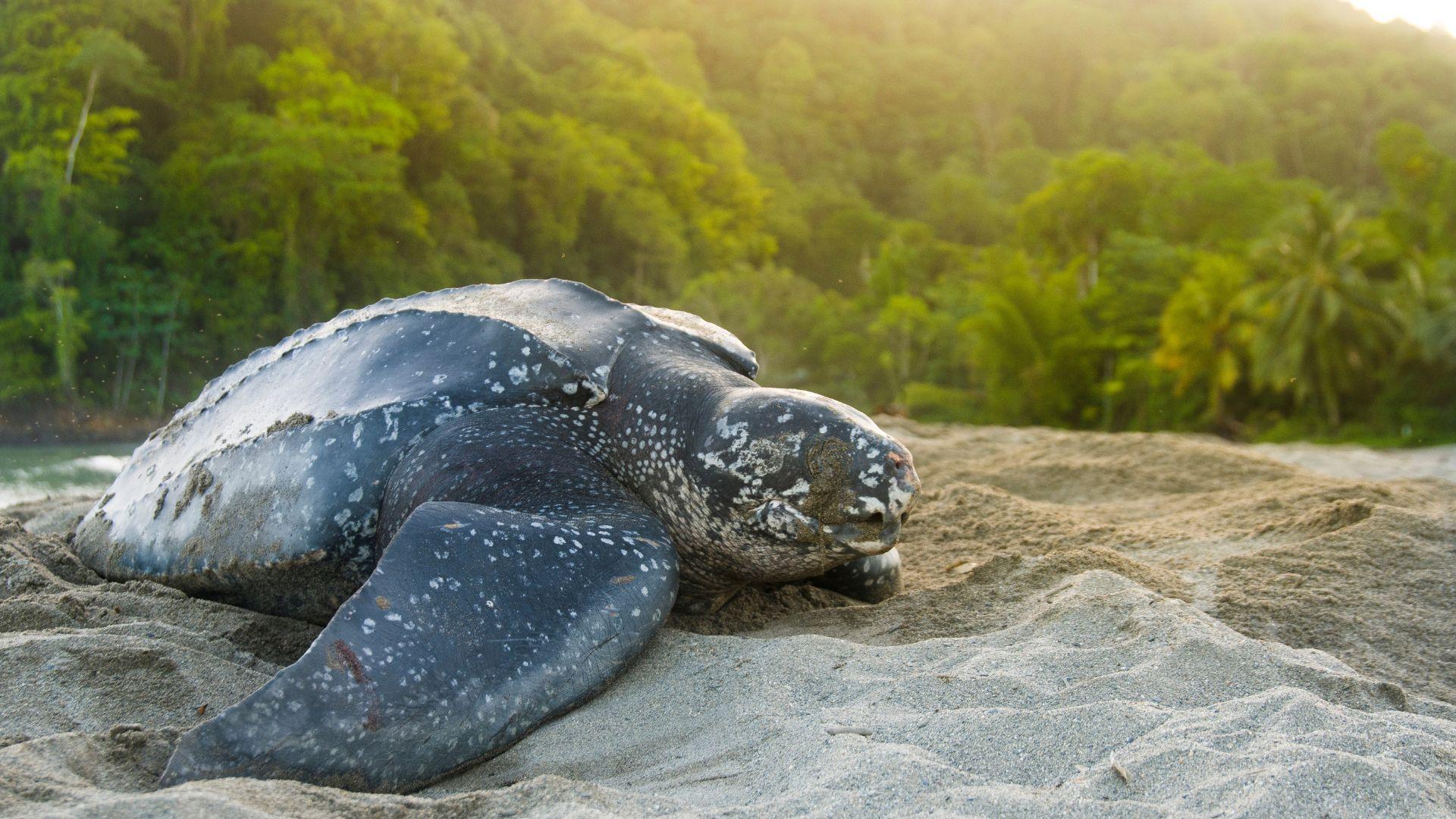 Leatherback_Sea_Turtle