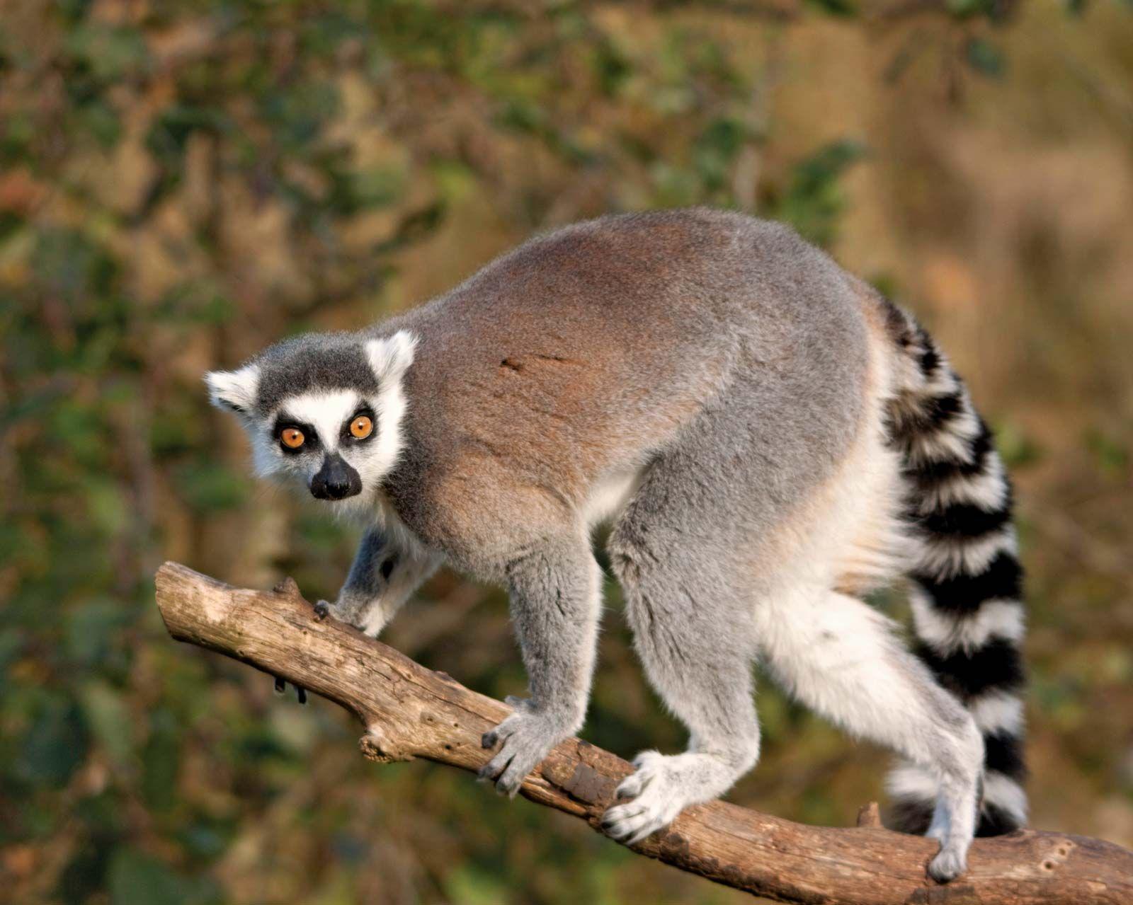 Lemur