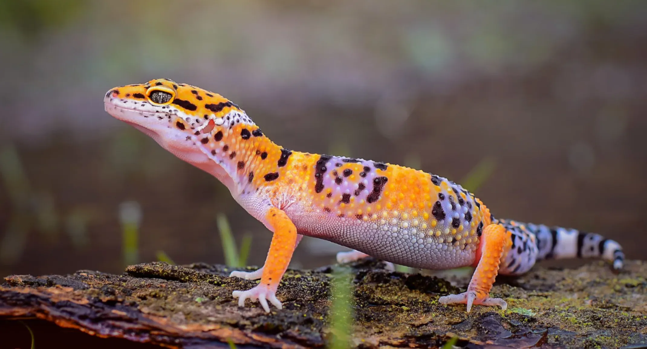 Leopard_Gecko