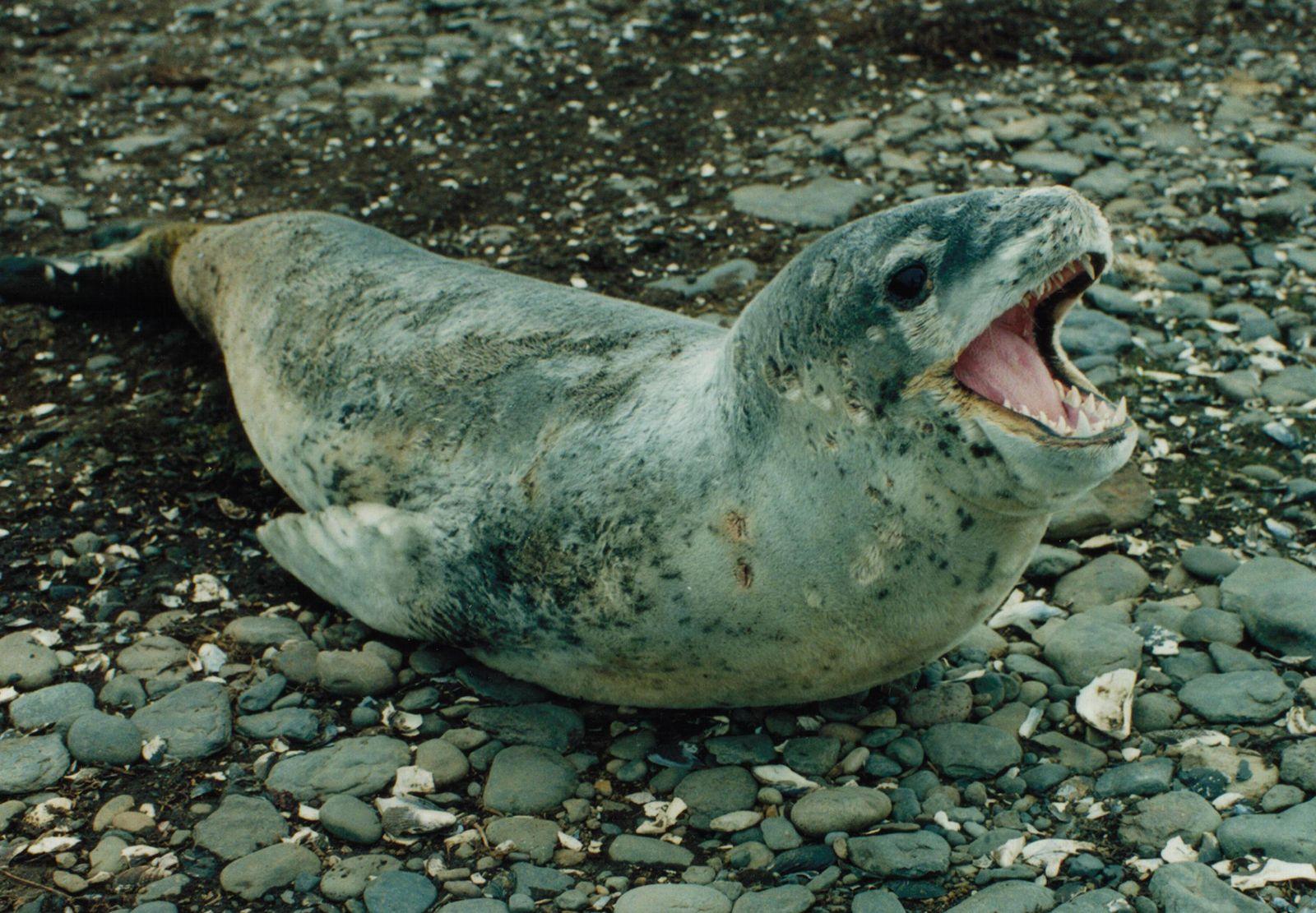 Leopard_Seal