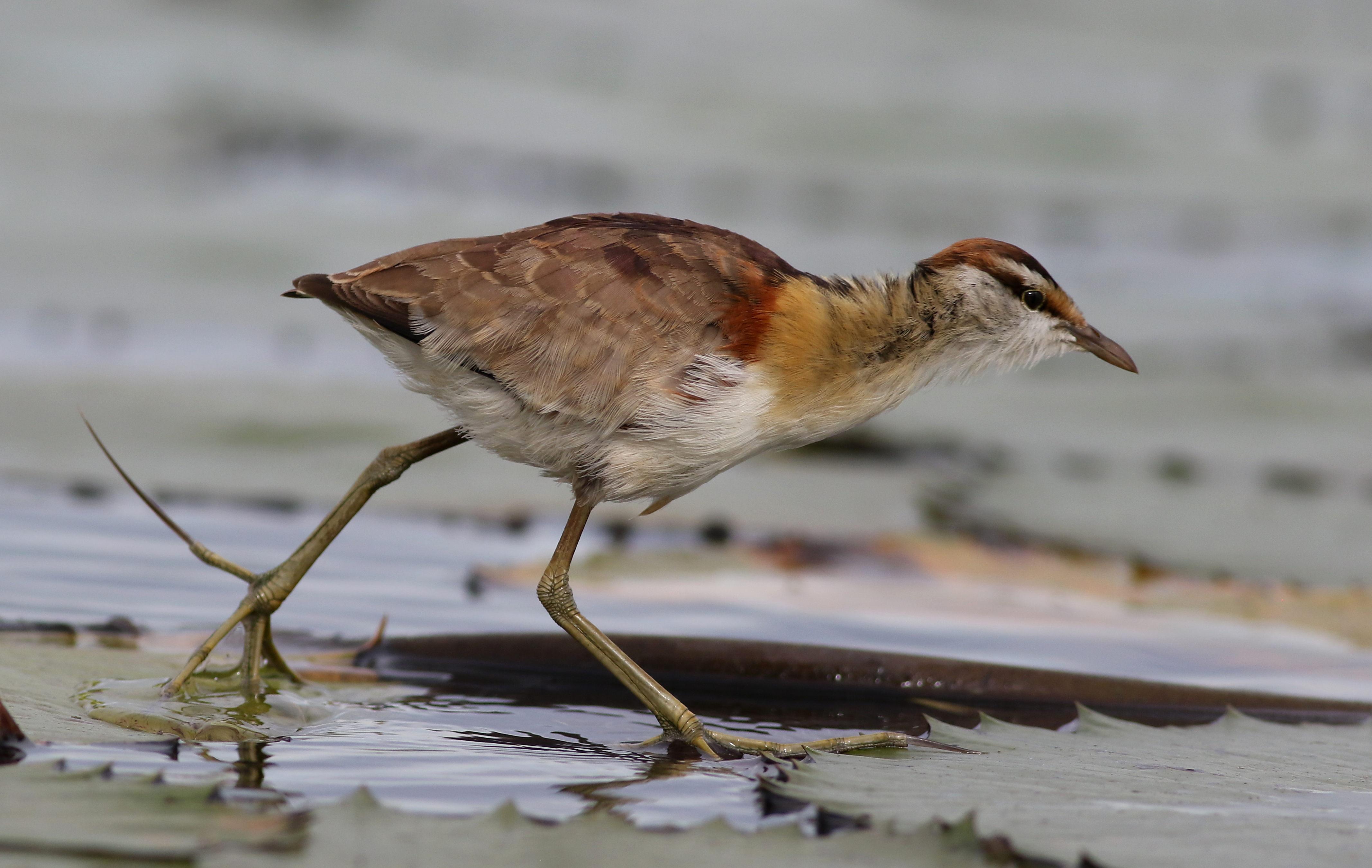 Lesser_Jacana