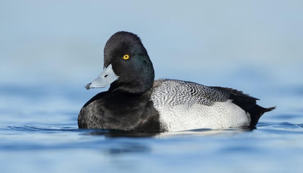 Lesser Scaup