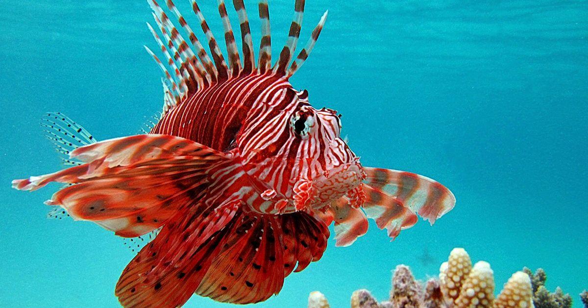 Lionfish