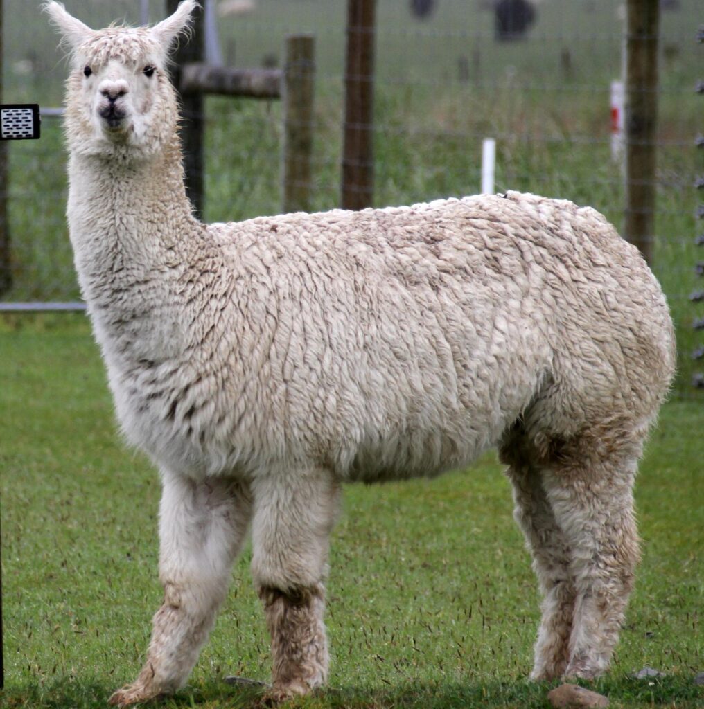 Llama