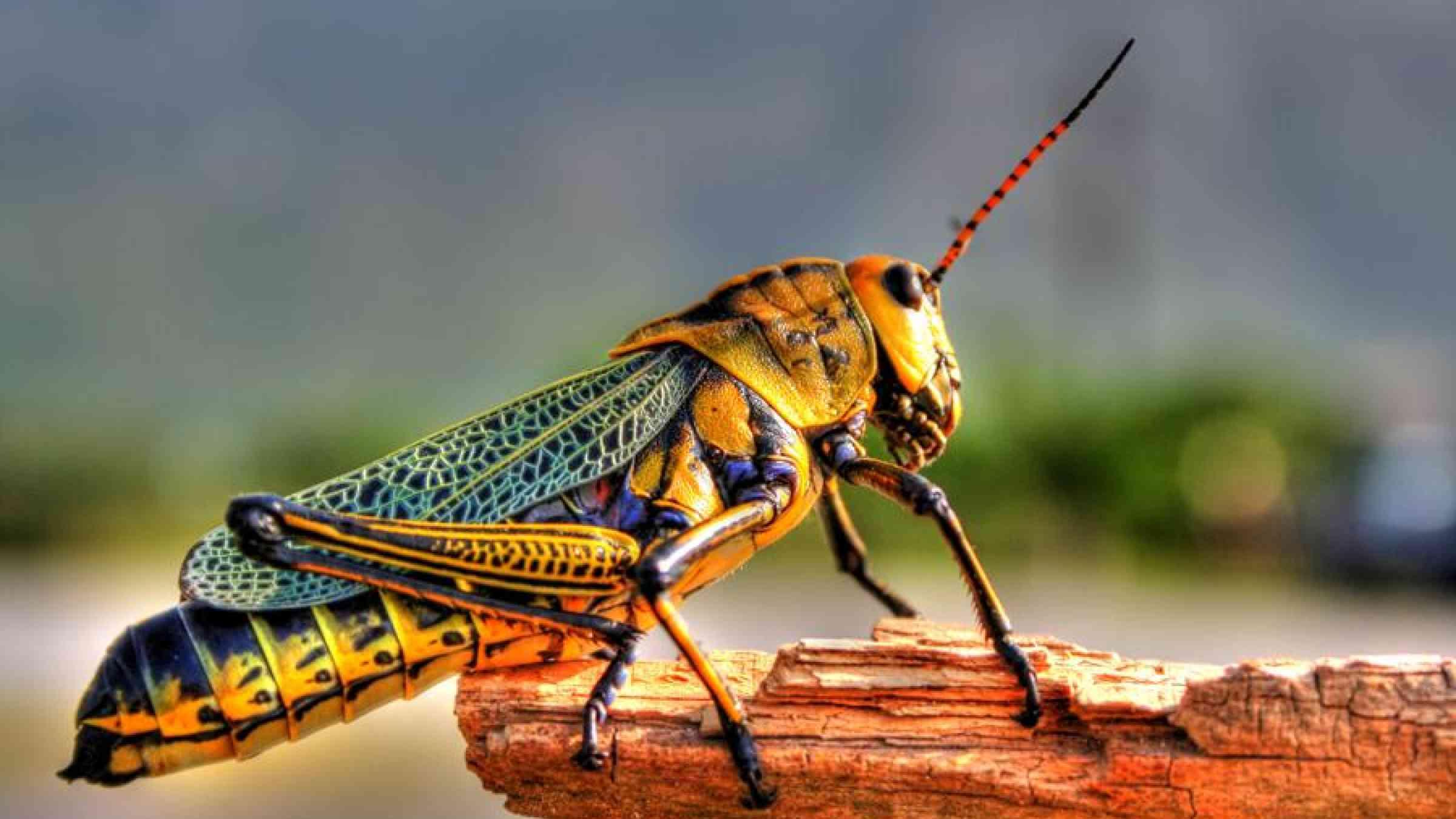 Locust