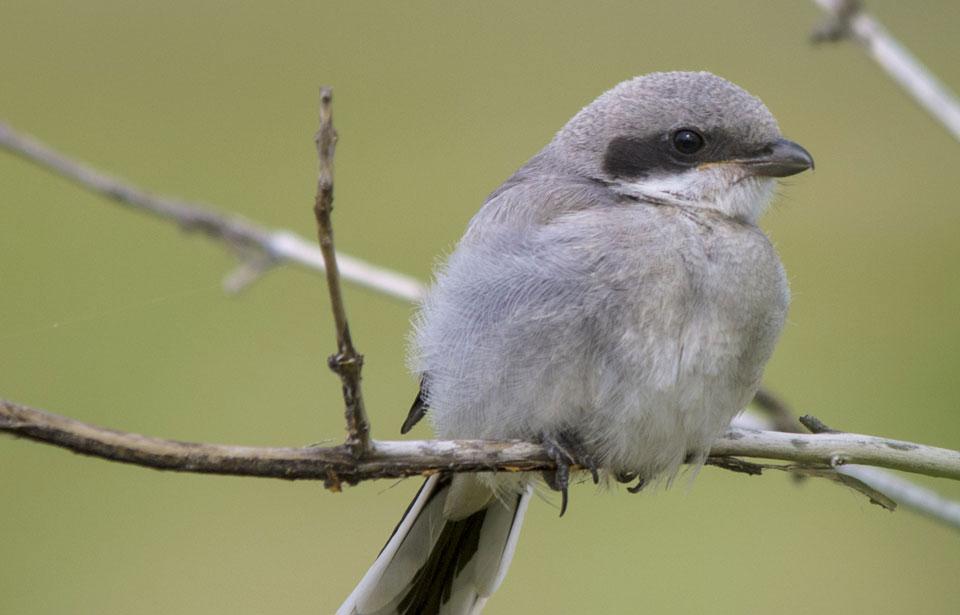 Loggerhead_Shrike