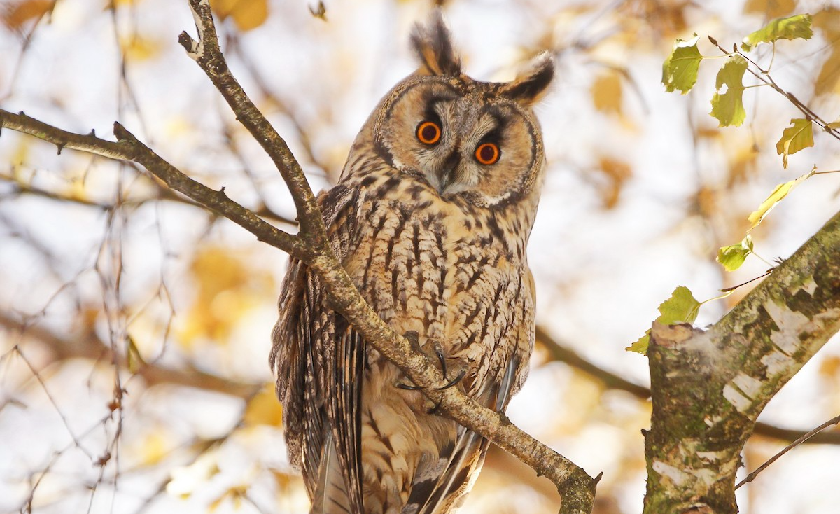 Long-Eared_Owl