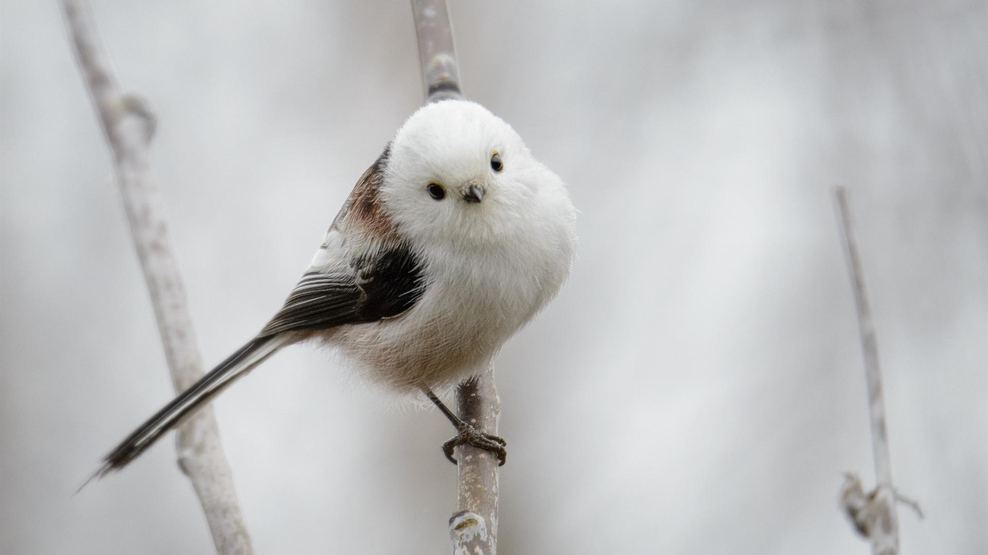 Long-Tailed_Tit