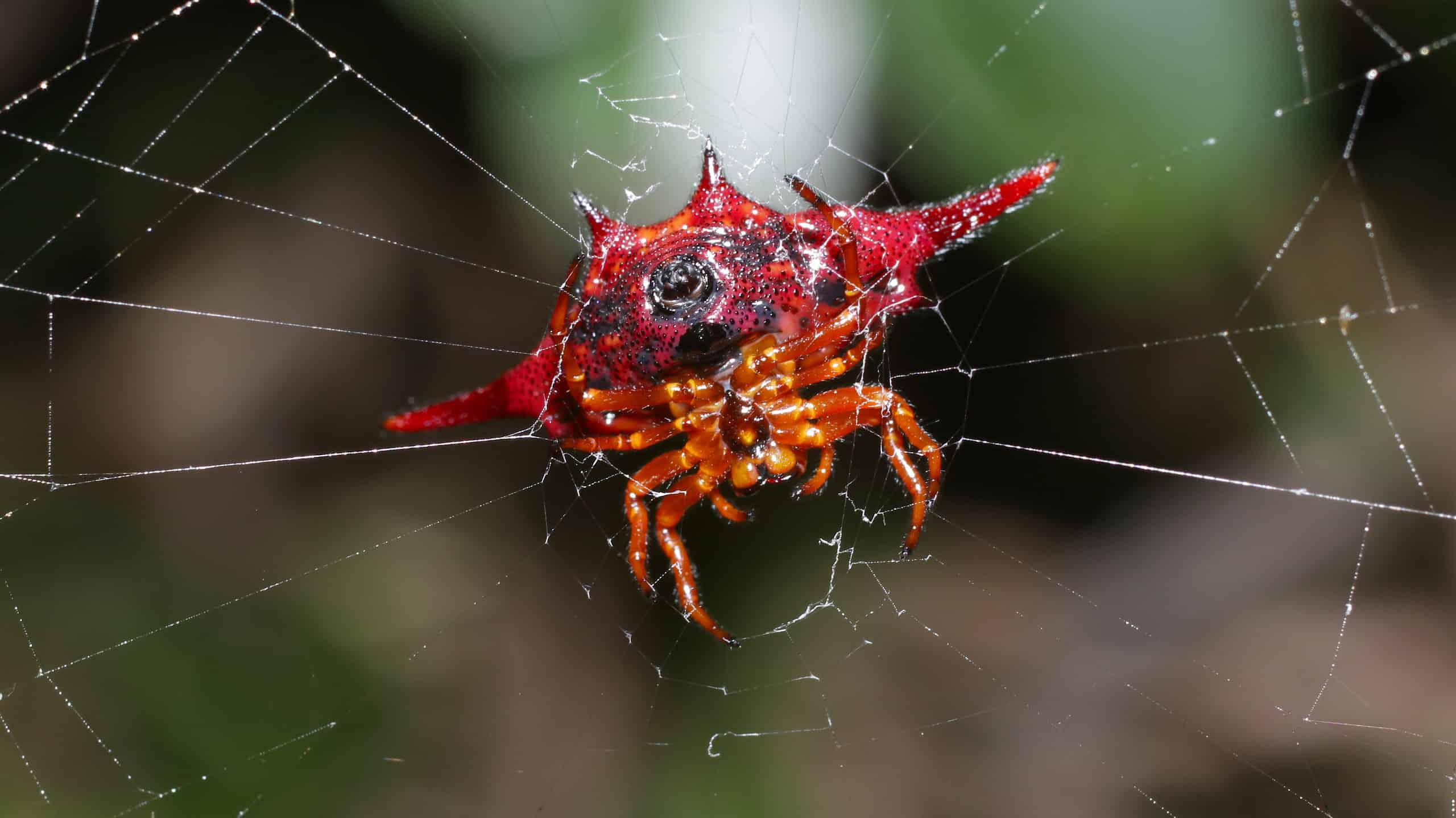 Long-Winged_Kite_Spider