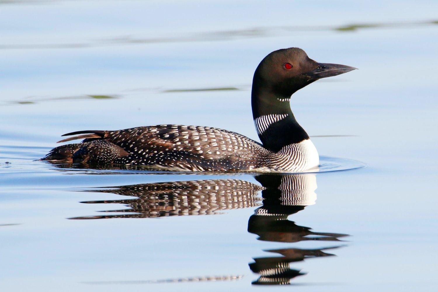 Loon