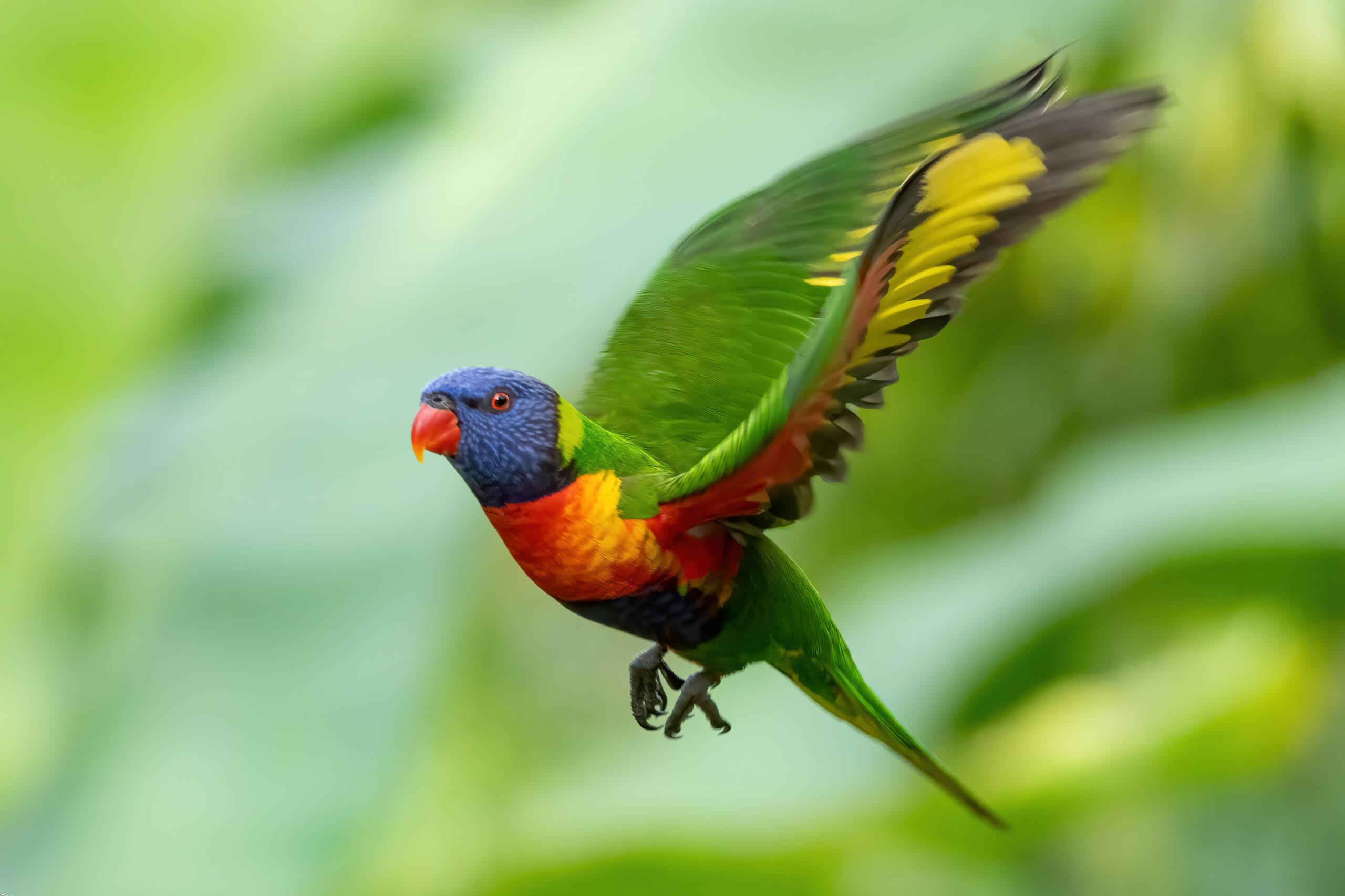 Lorikeet