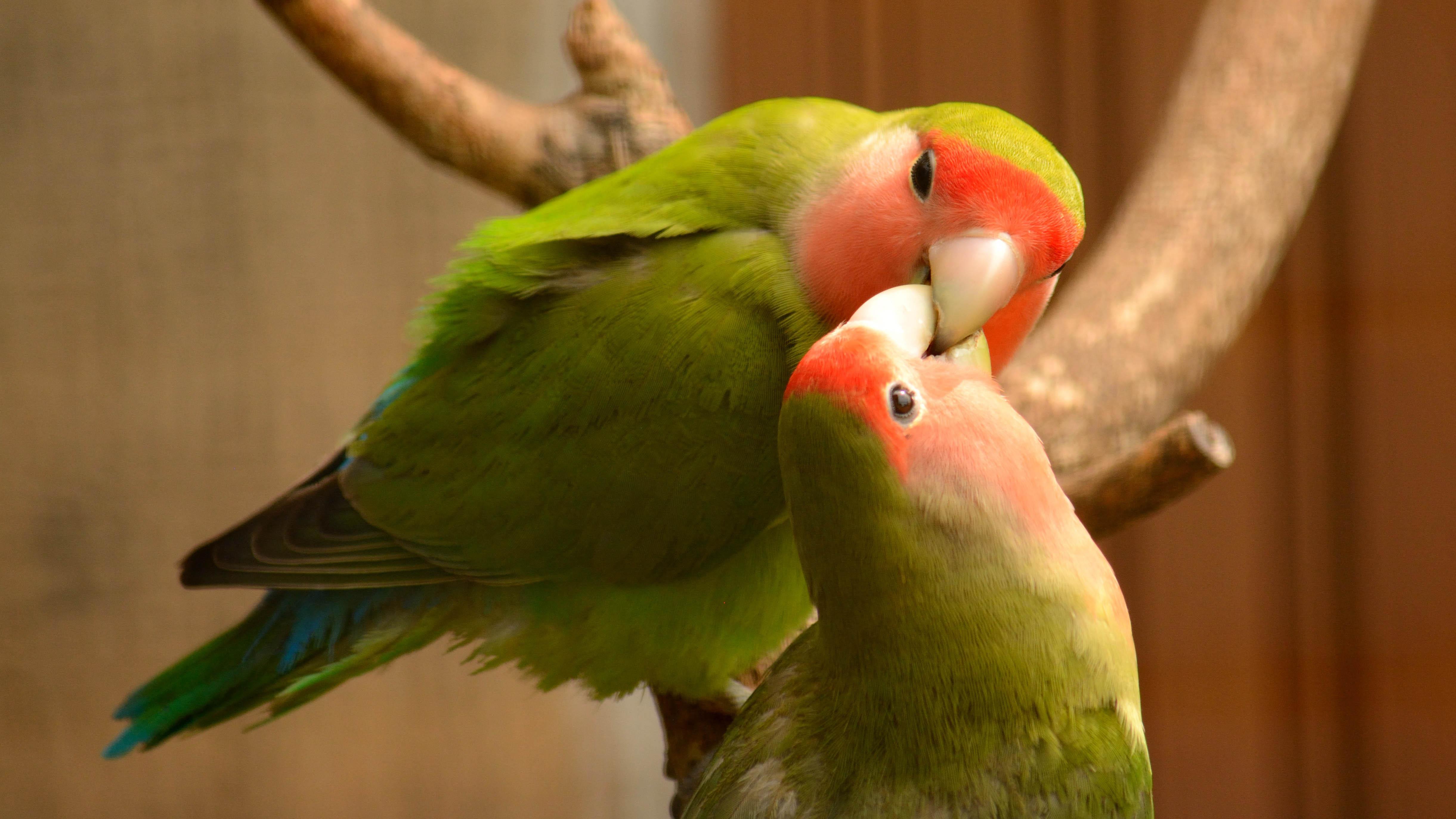 Lovebird